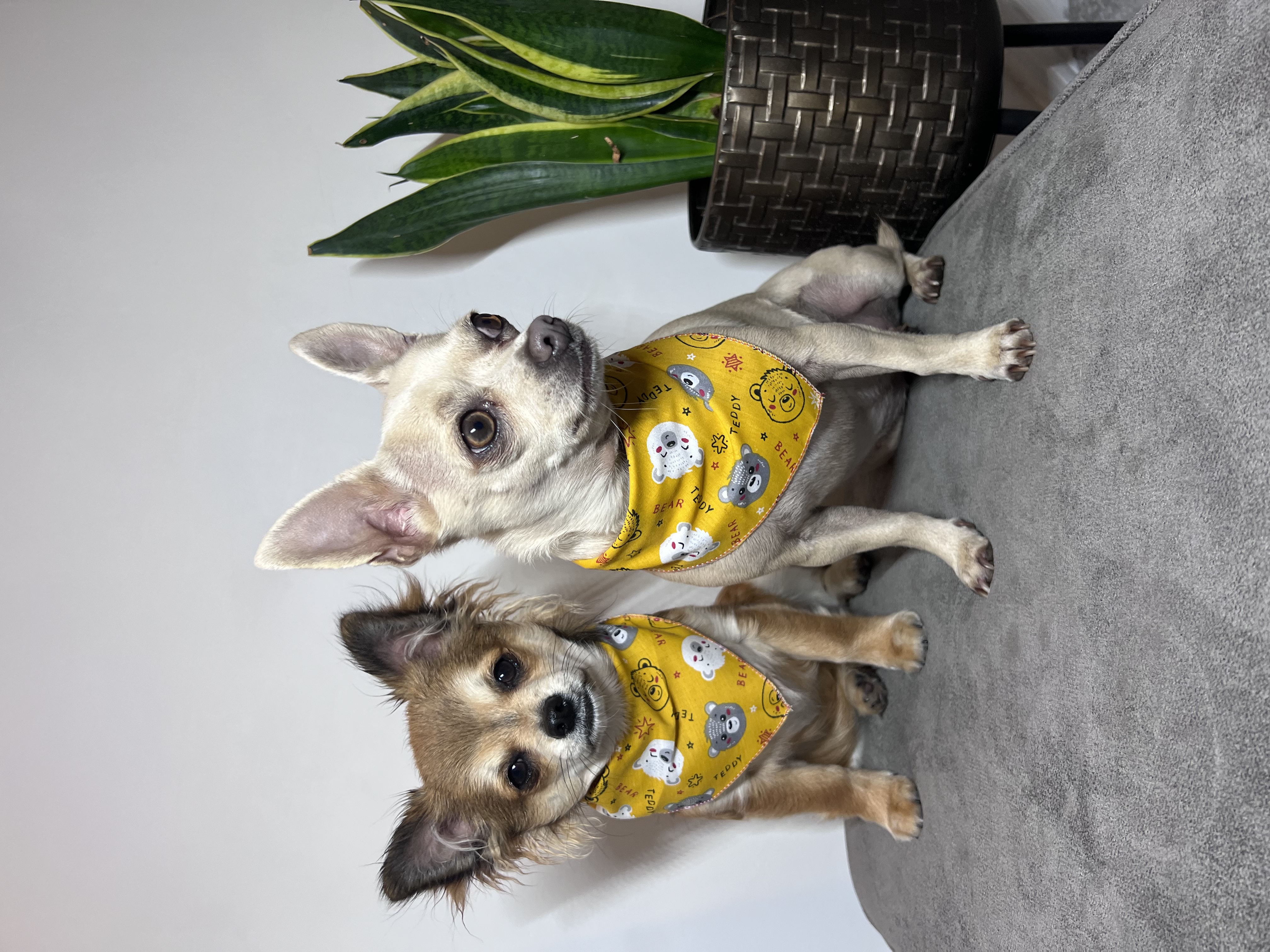 @peanuttedcornishchihuahuas