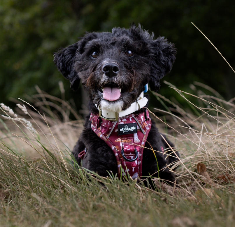 @princess-sally-therescue