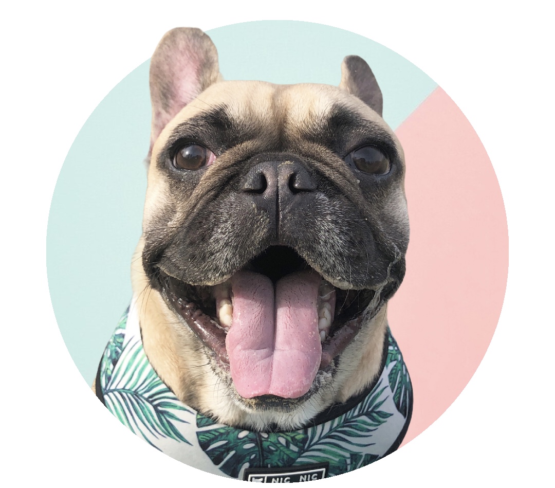 @pukthefrenchbulldog