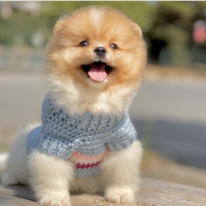 @bobooodog