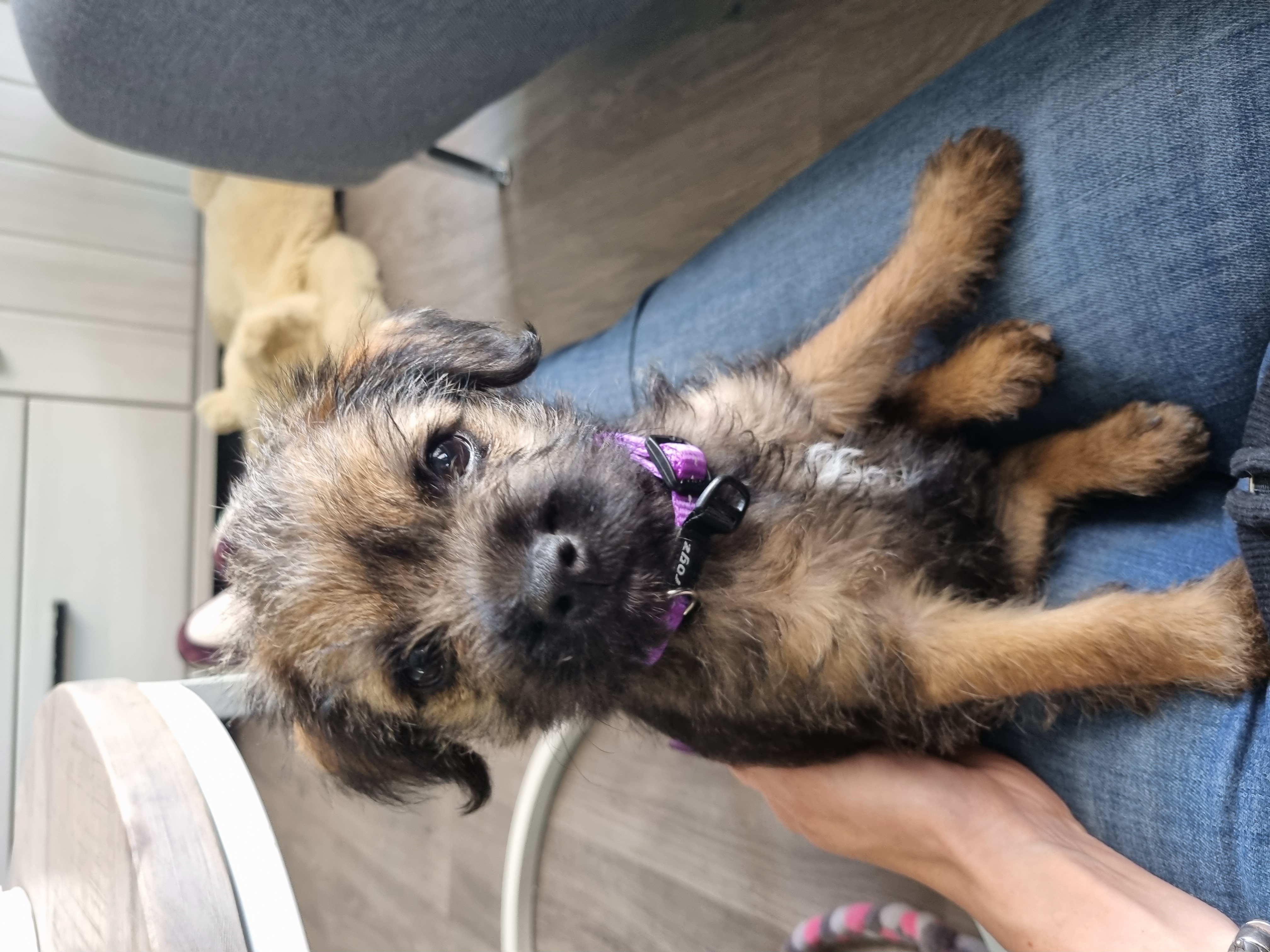 @noratheborderterrier