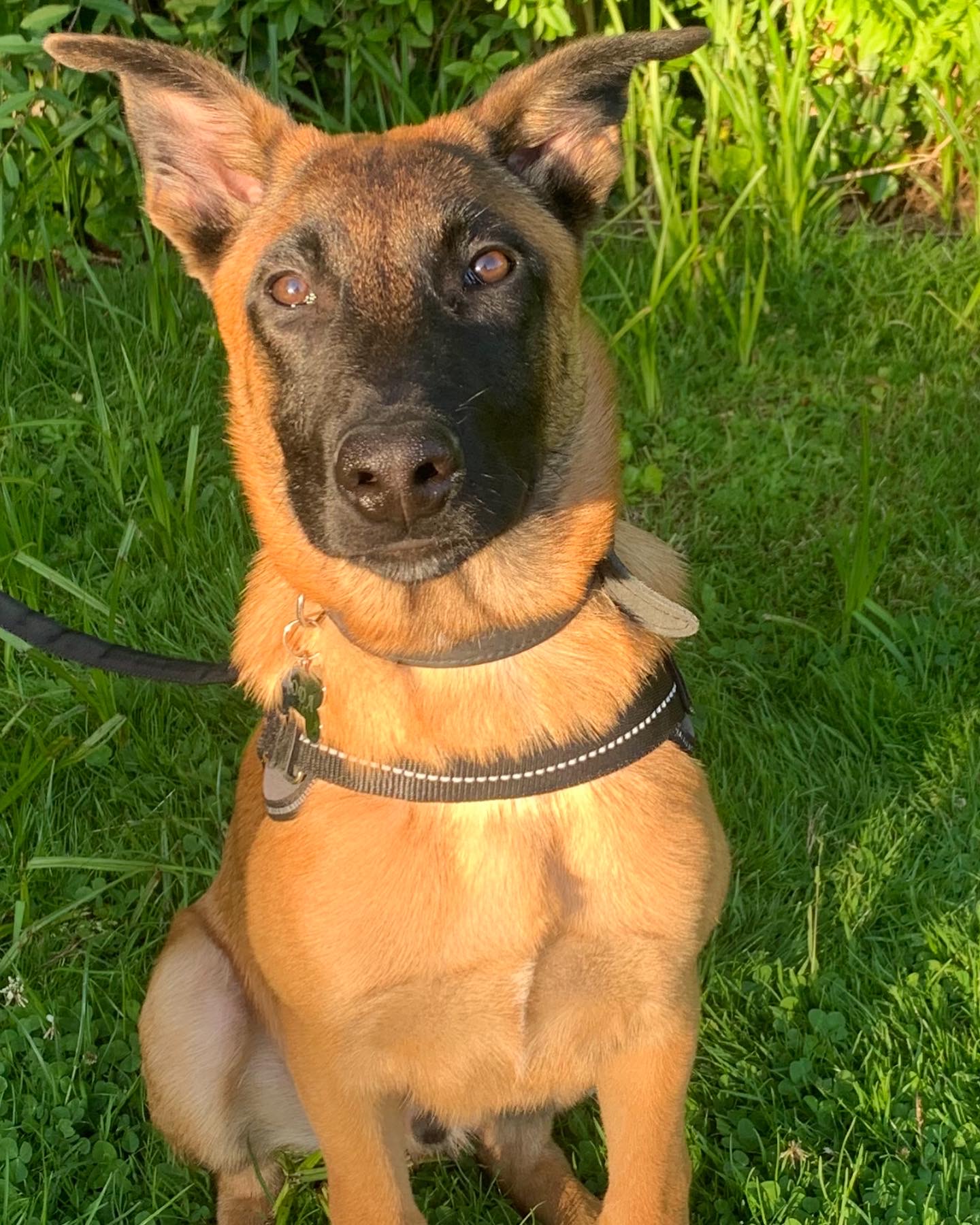 @koda-the-belgianshepherd