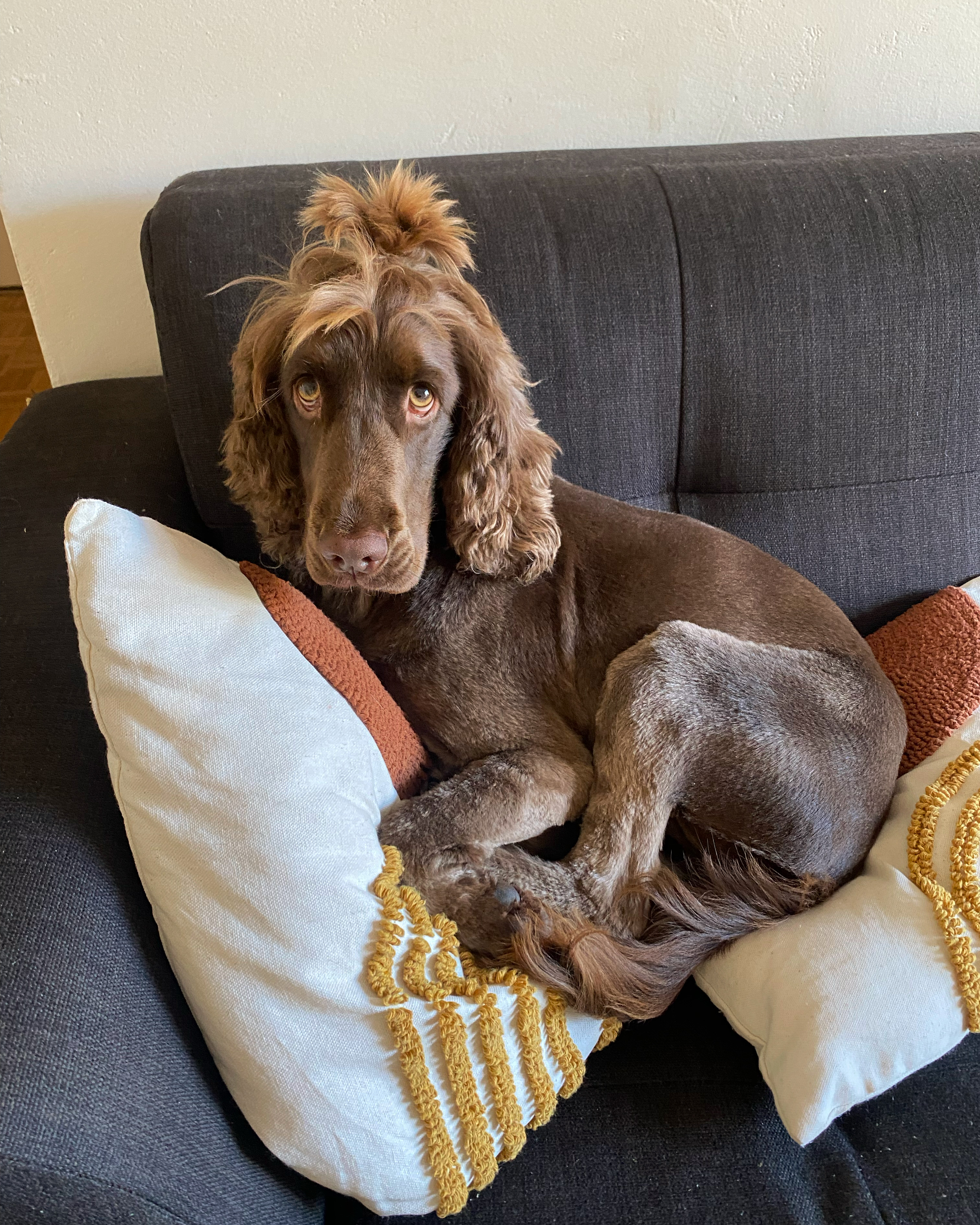 @lucythechocolatecocker