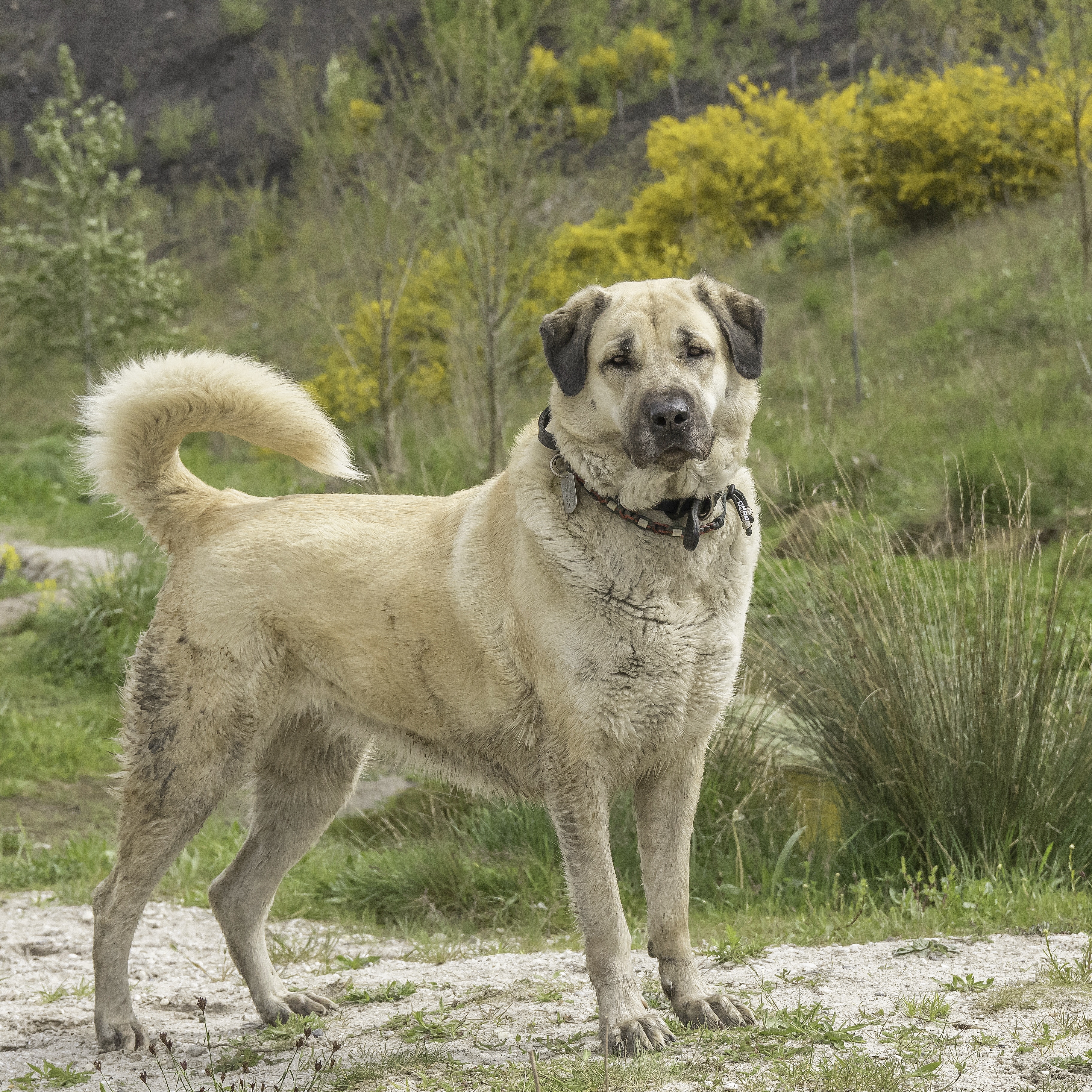 @beautifull-beau-kangal