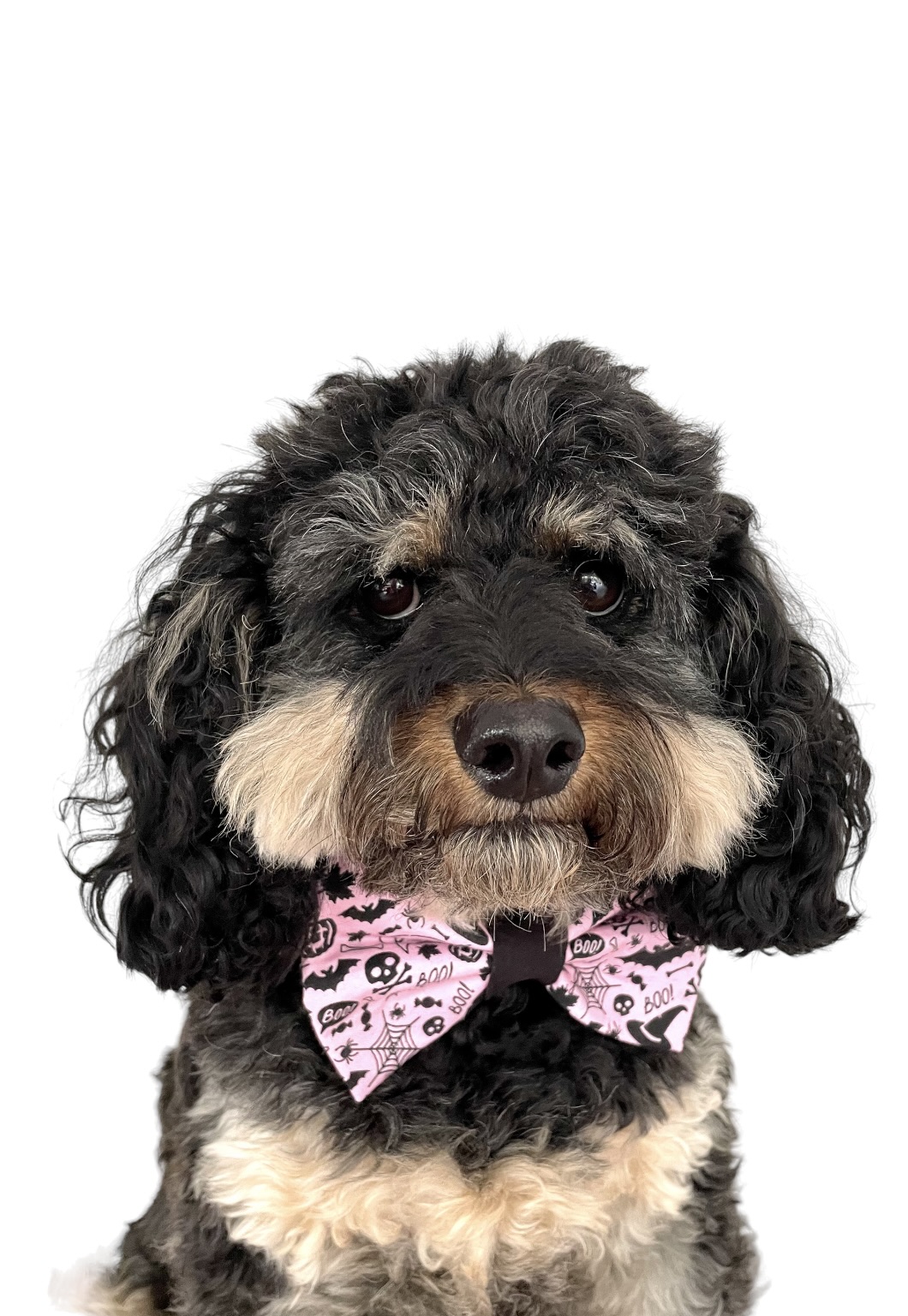 @diesel-the-cavoodle