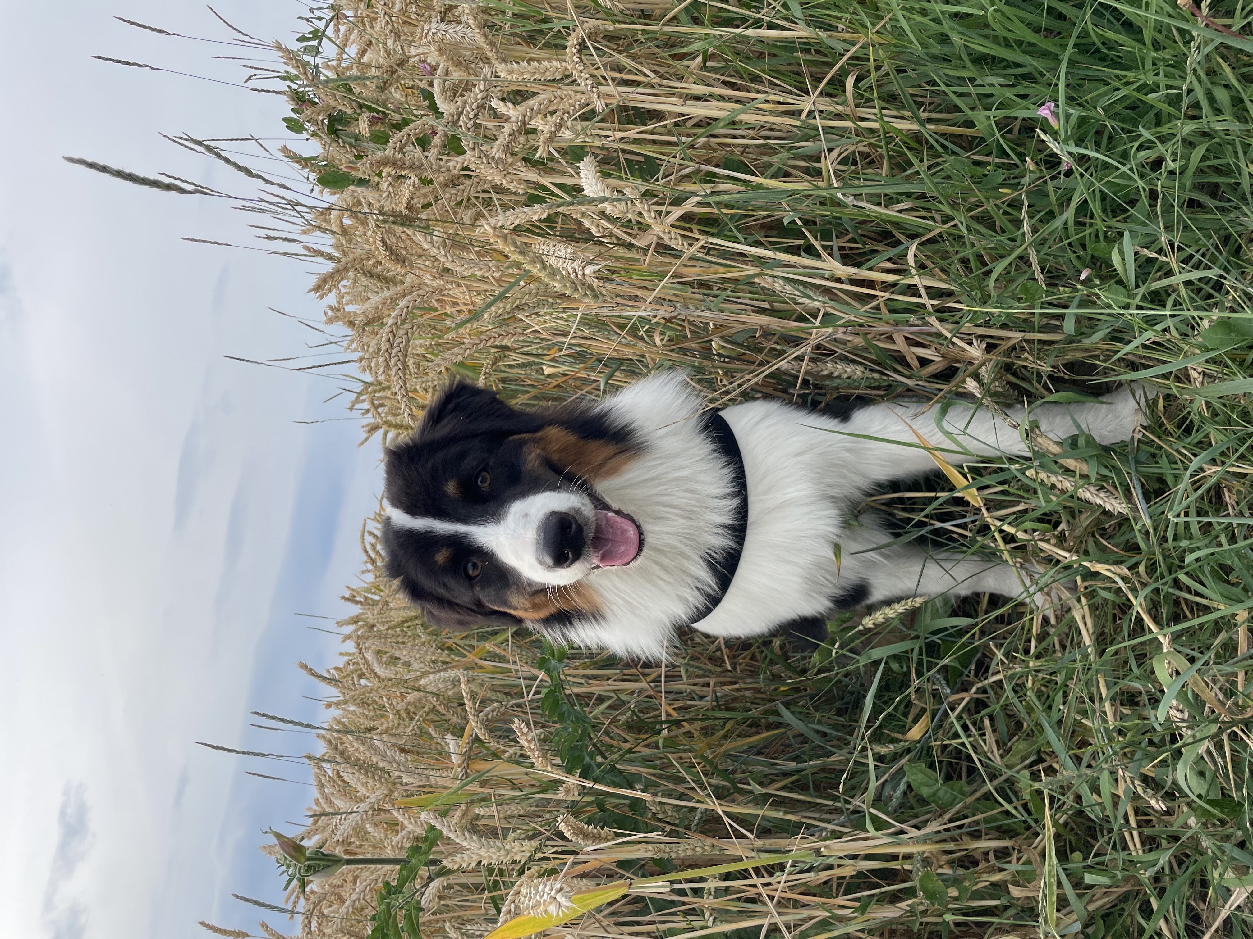 @beau-blaze-twoloveleyaussies