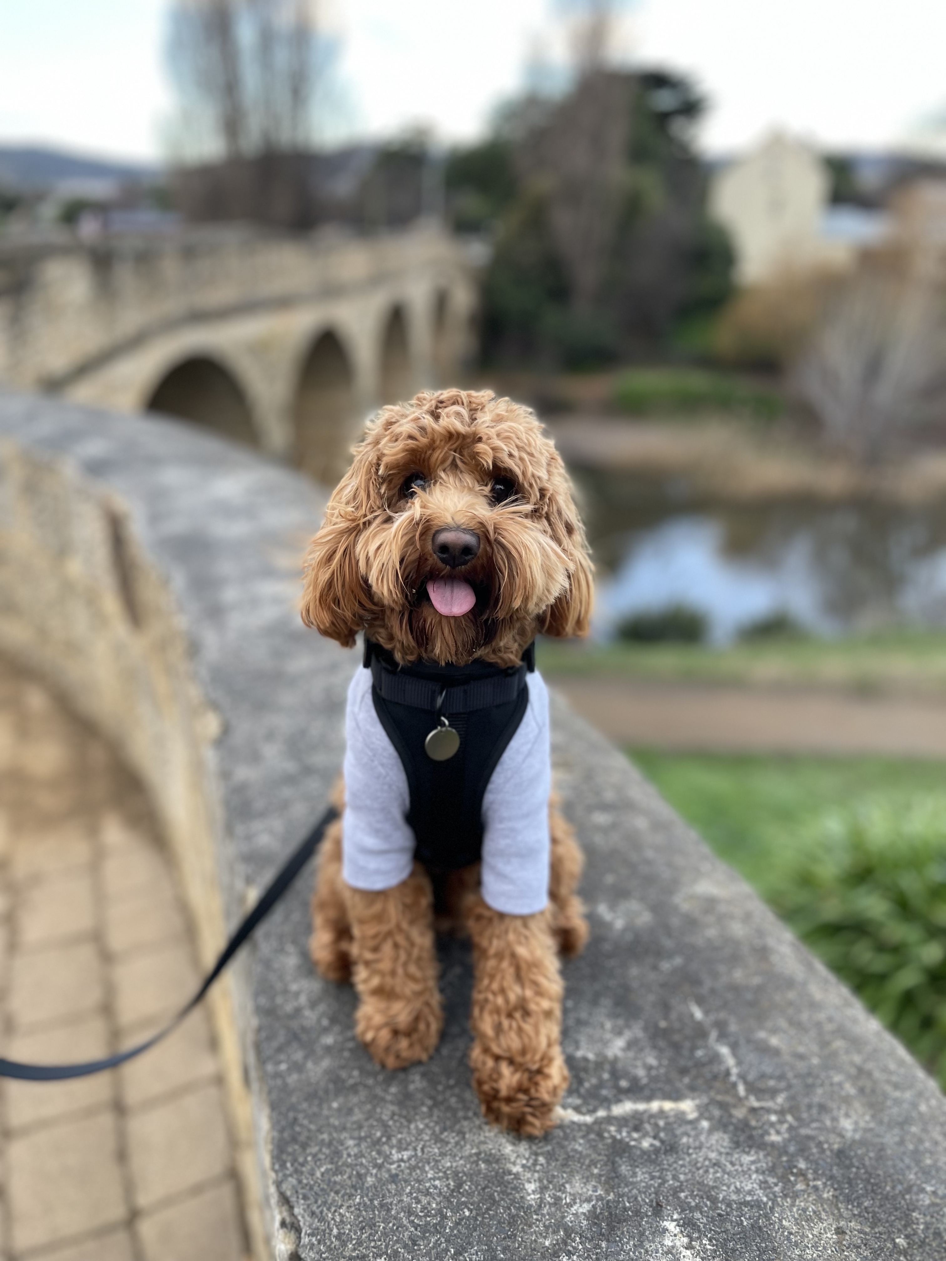 @buddythetoycavoodle