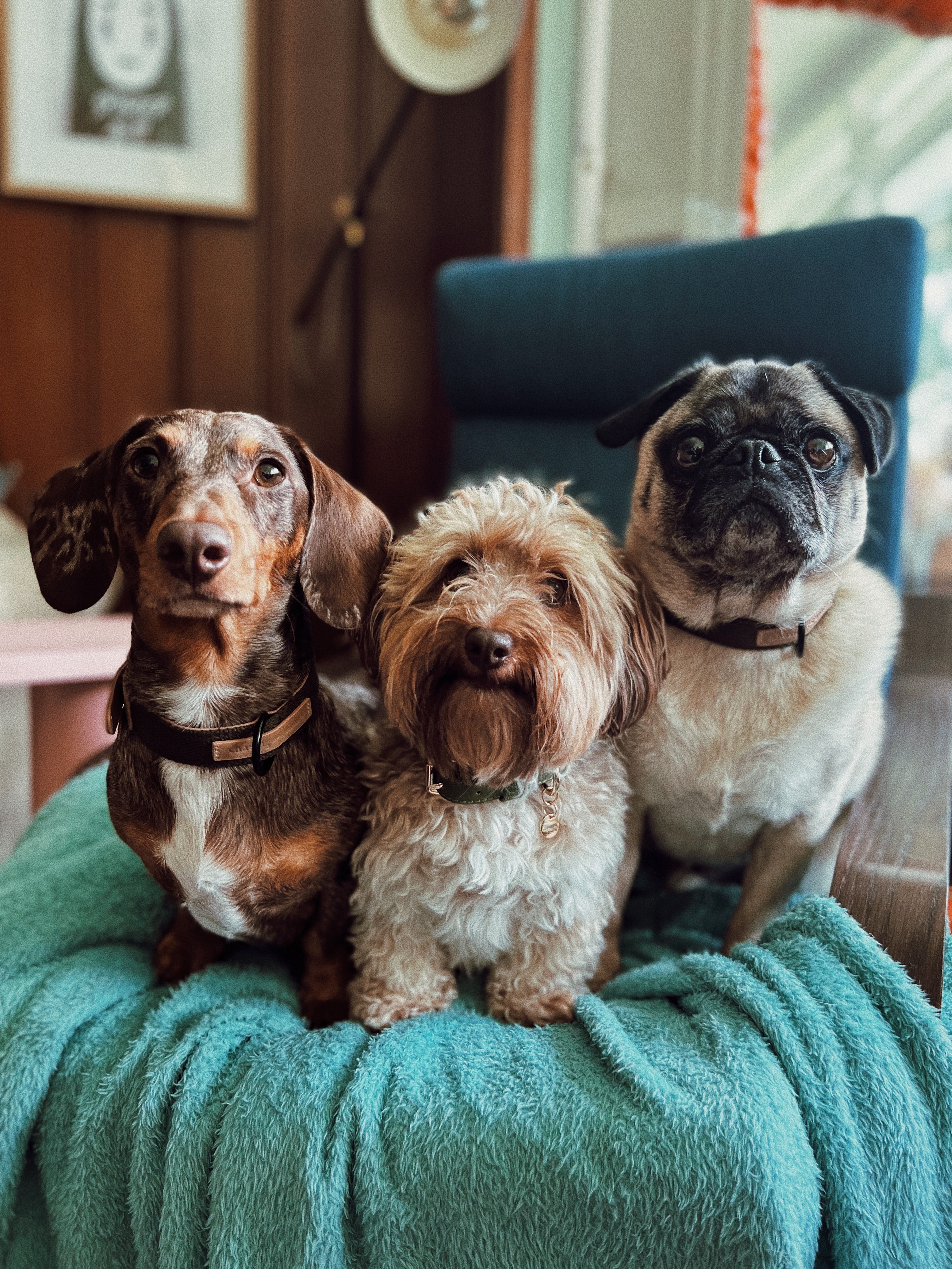 @mrp-thedappleddachshund