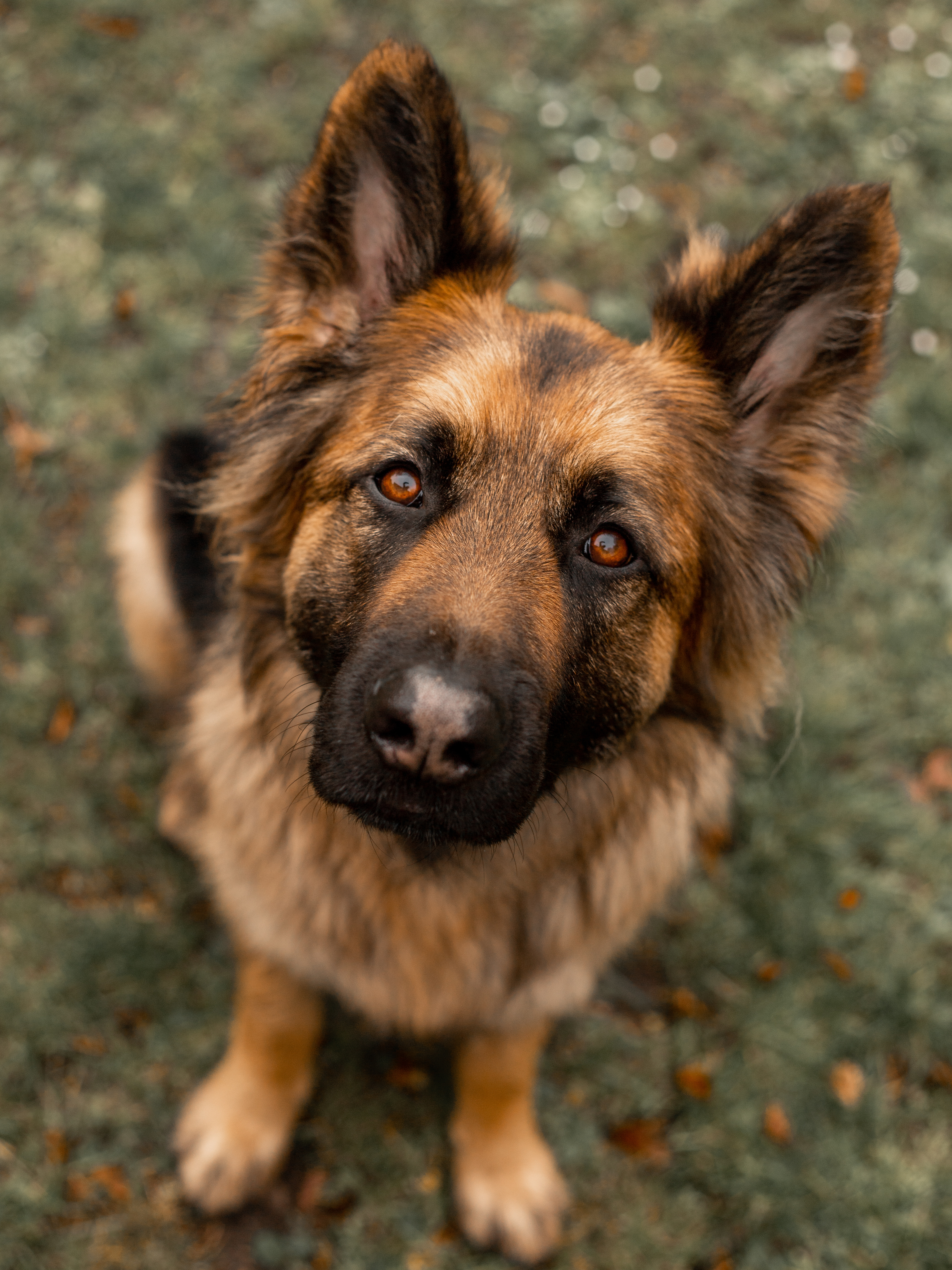 @assistancedog-nelson