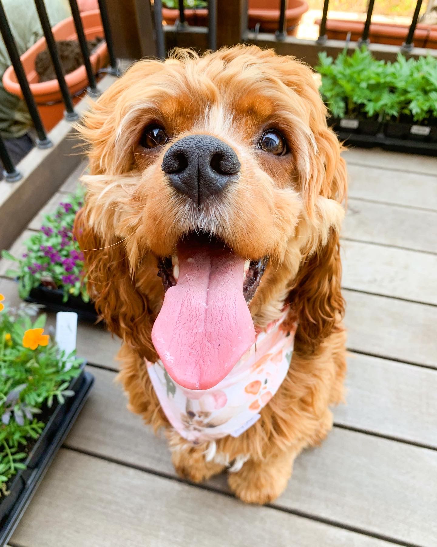 @poppy.the.cocker.pup