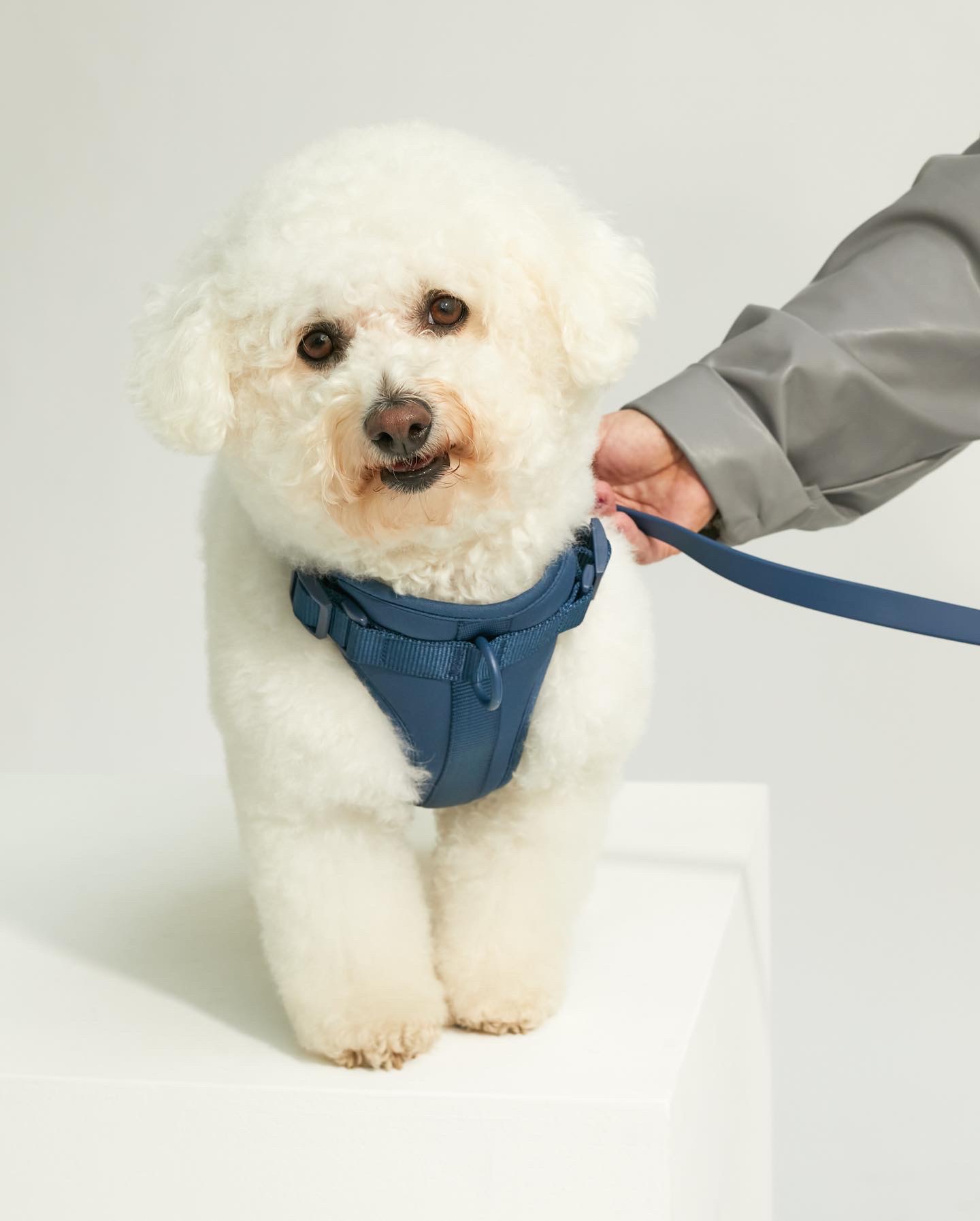 @beauthebichon17