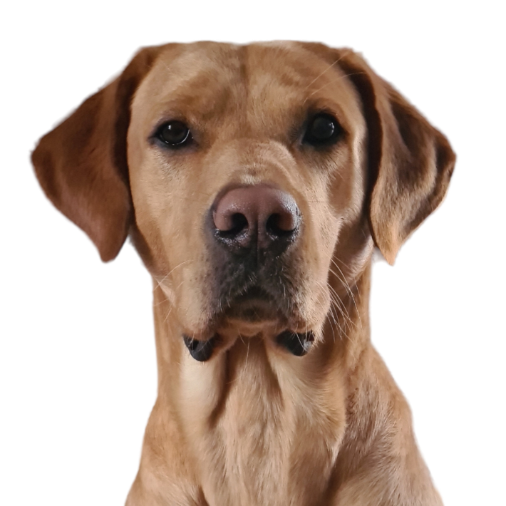 @dougie-thefoxredlab