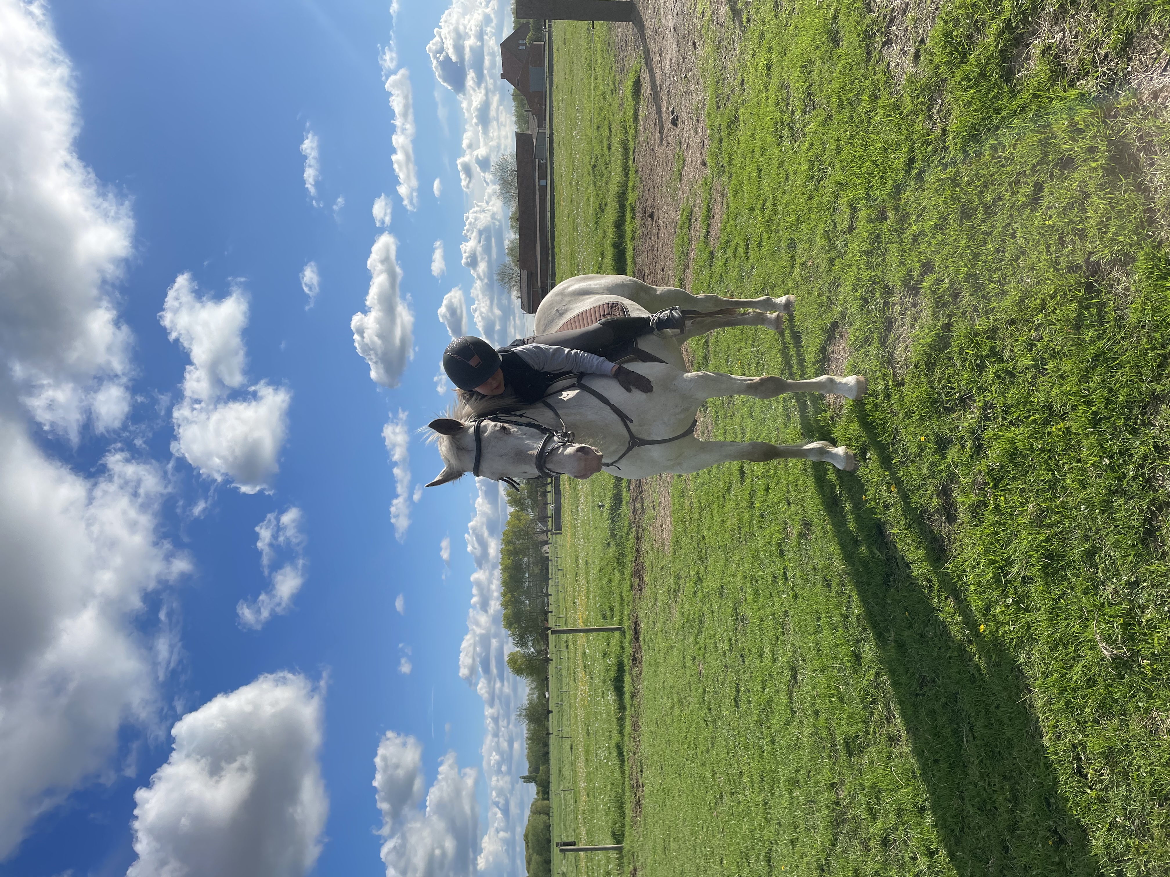 @stella-de-bordercollie