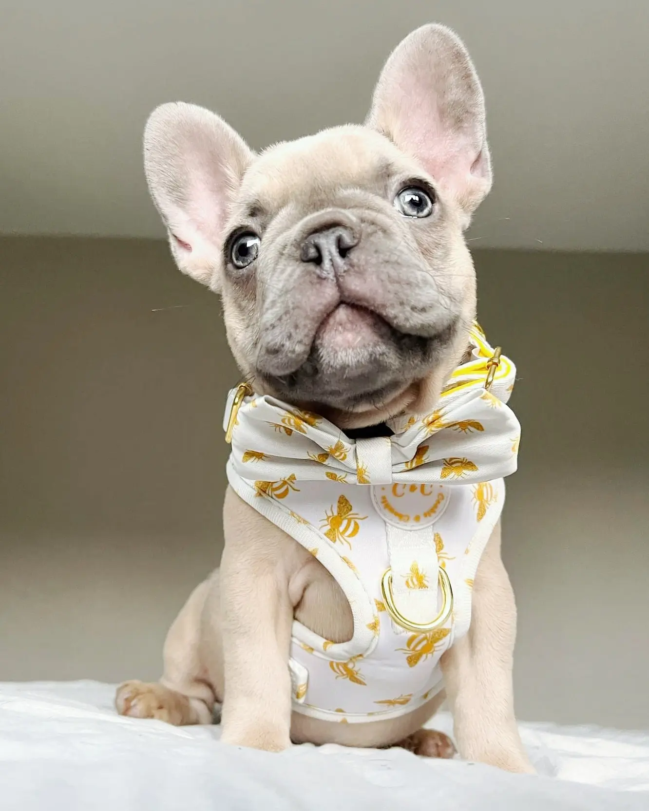 @the-adorabulls-adventures