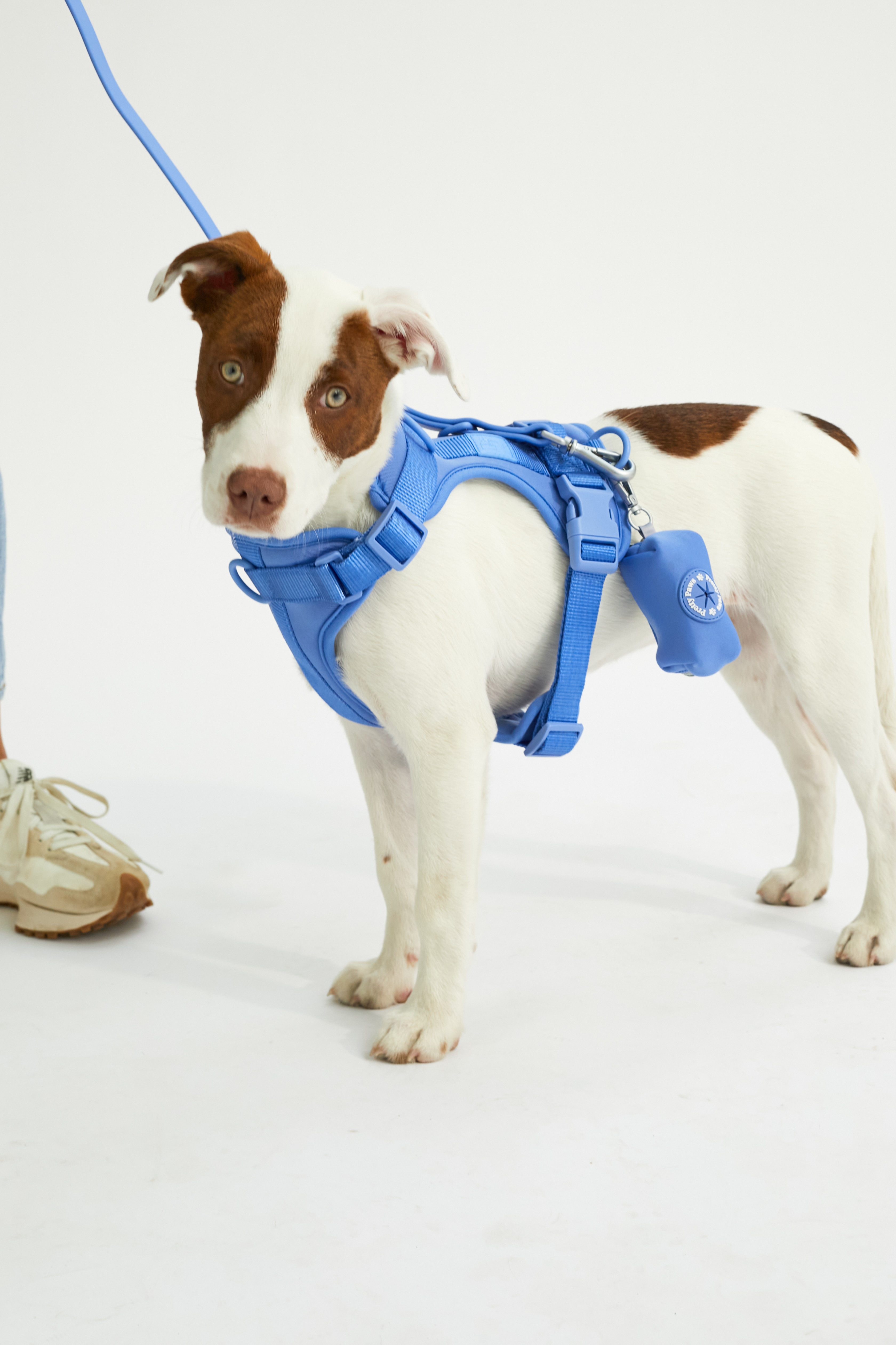 @dumpling-the-stinger