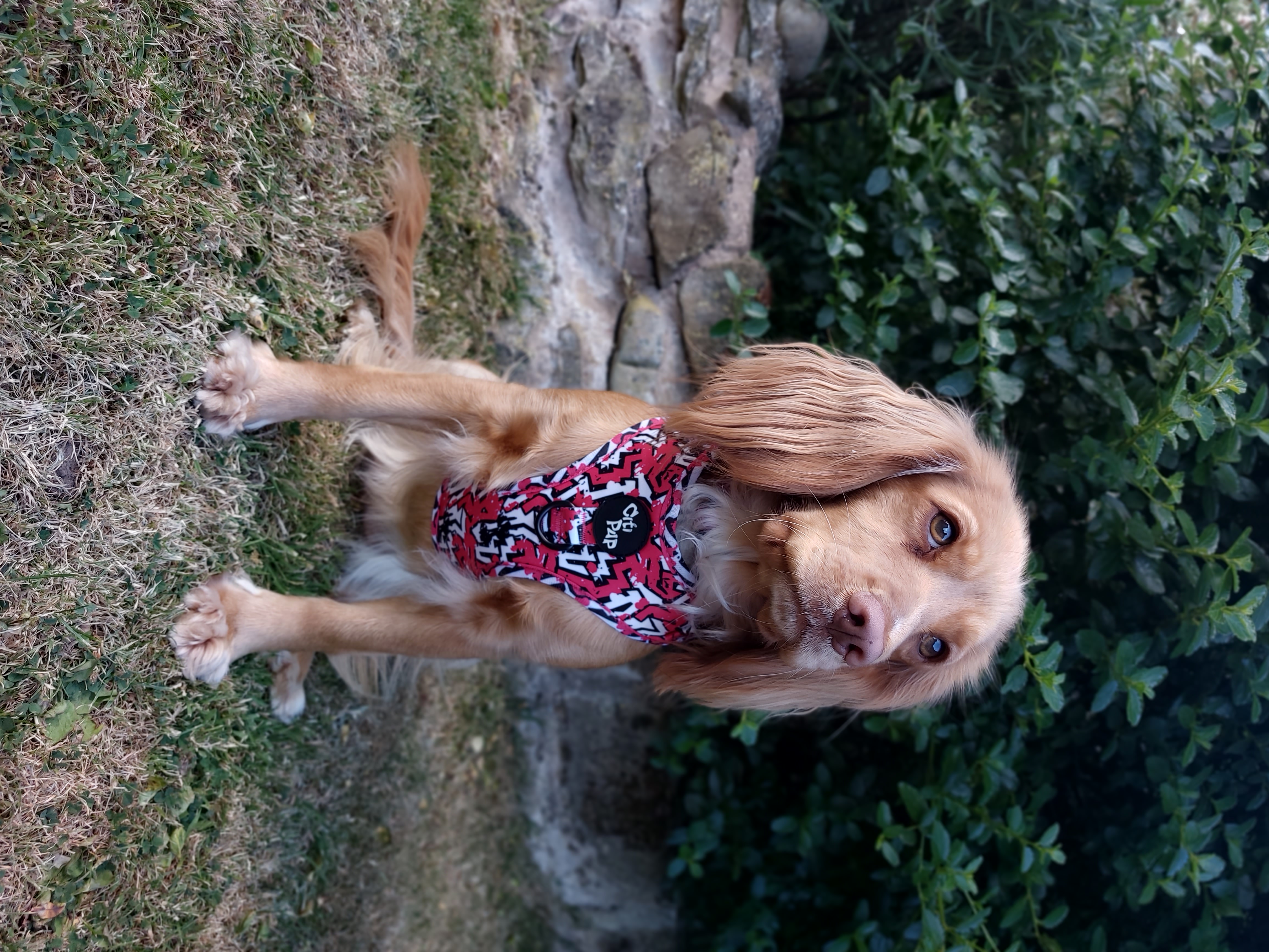 @thistle-the-cockerspaniel