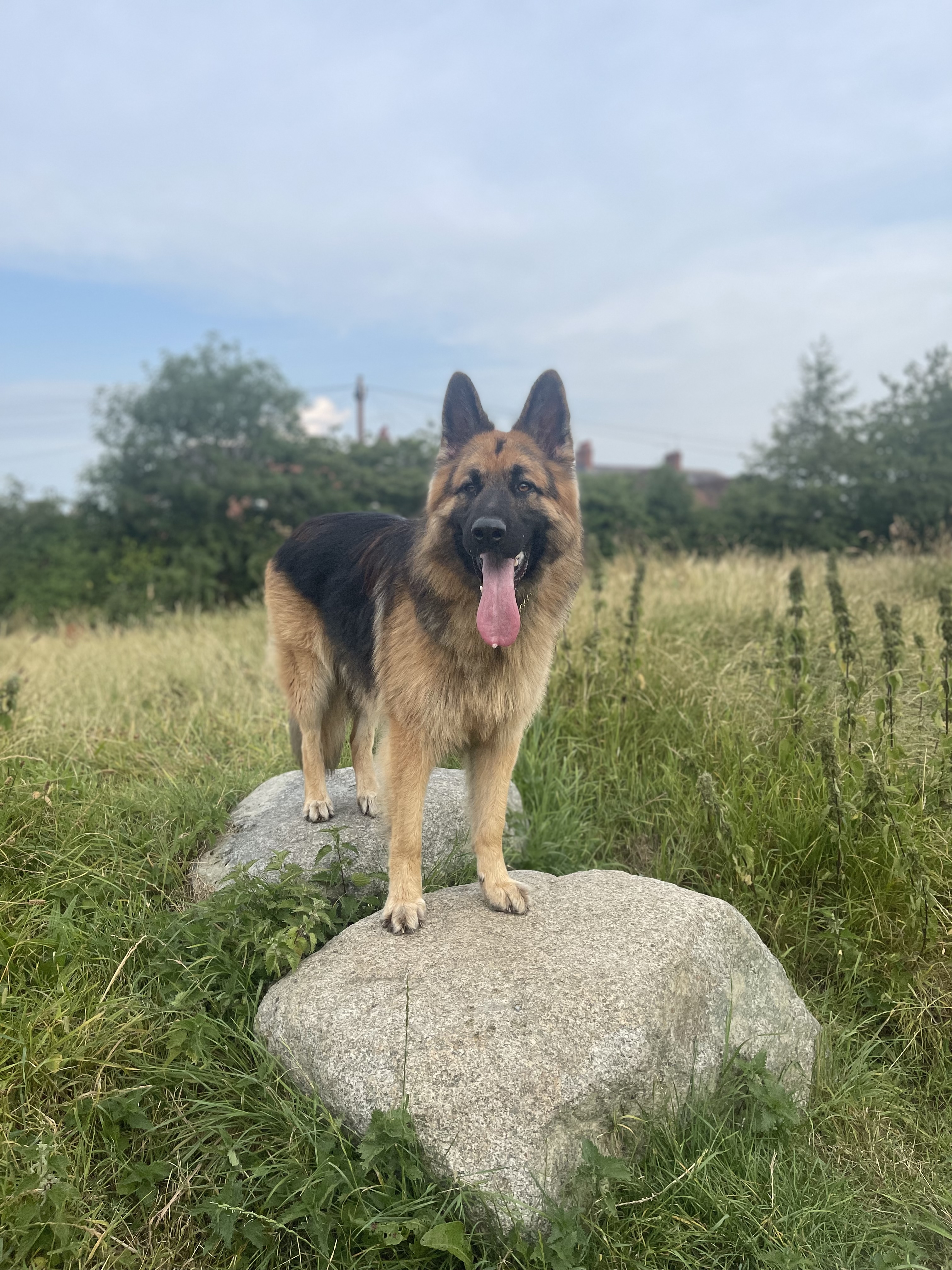 @buster-thegermanshepherd