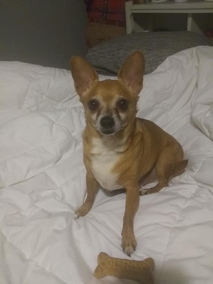 @rascalthetalkingdog