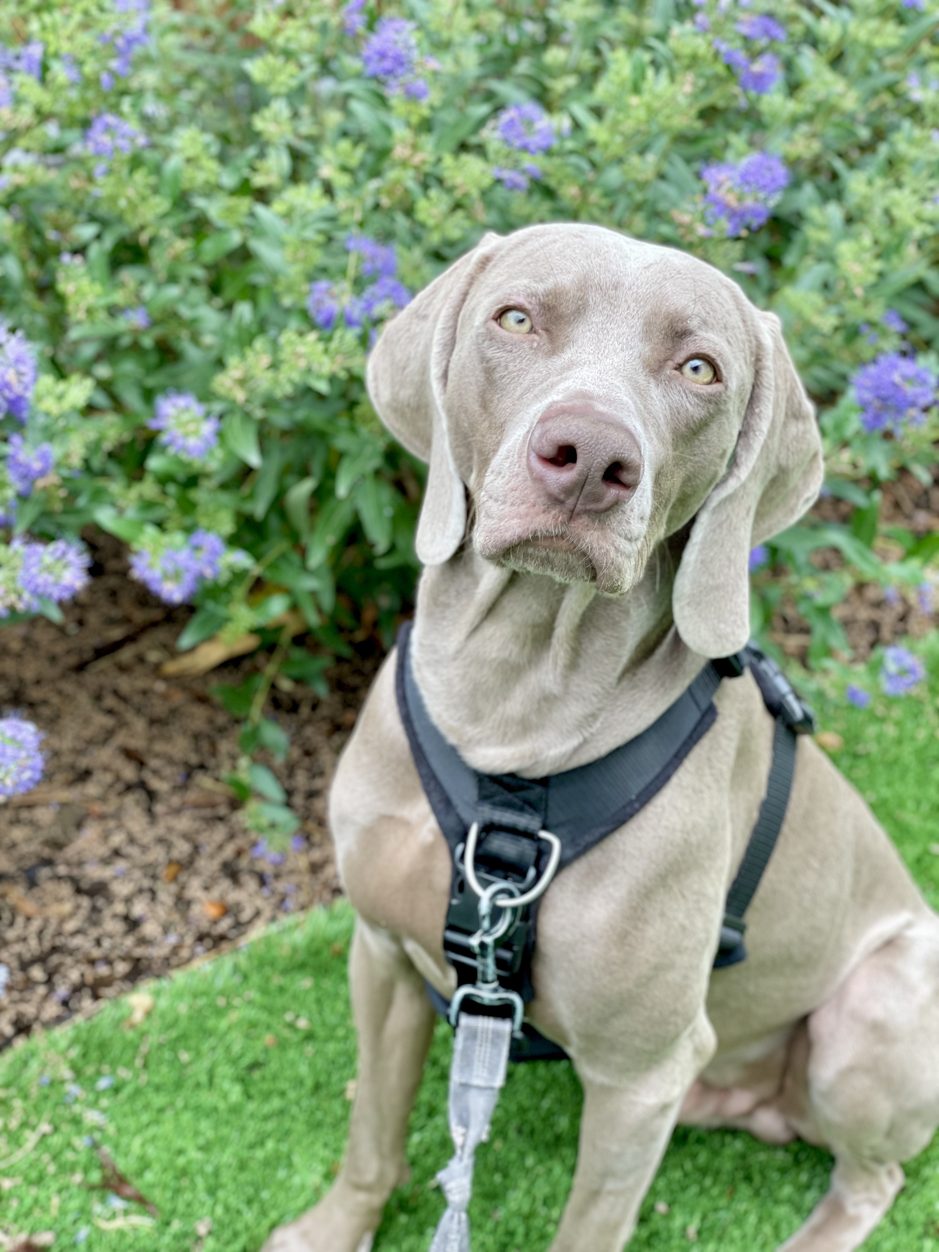 @sherlock-weimaraner