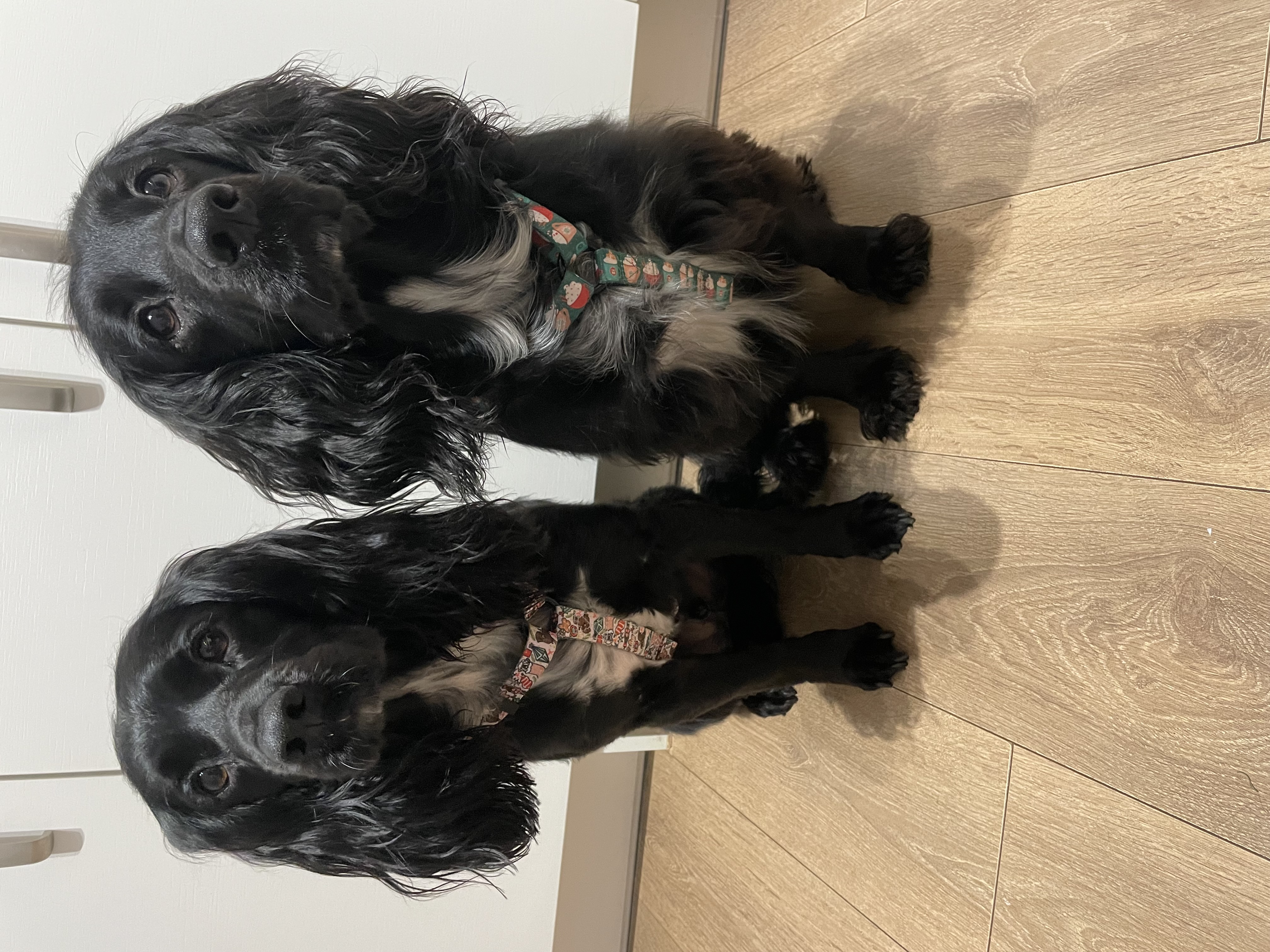 @freddie-merlintheblackspaniels