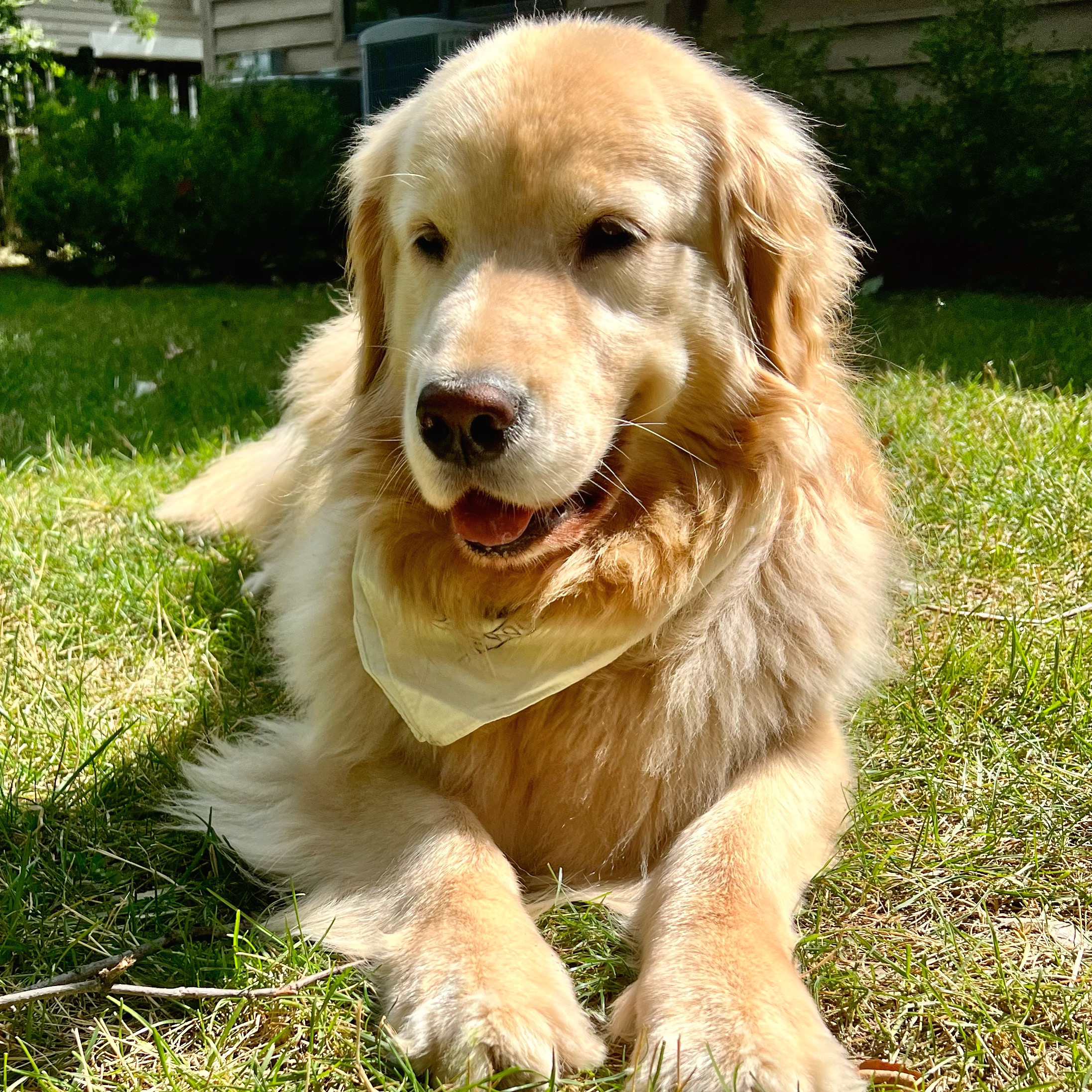 @harleythegoldengirl