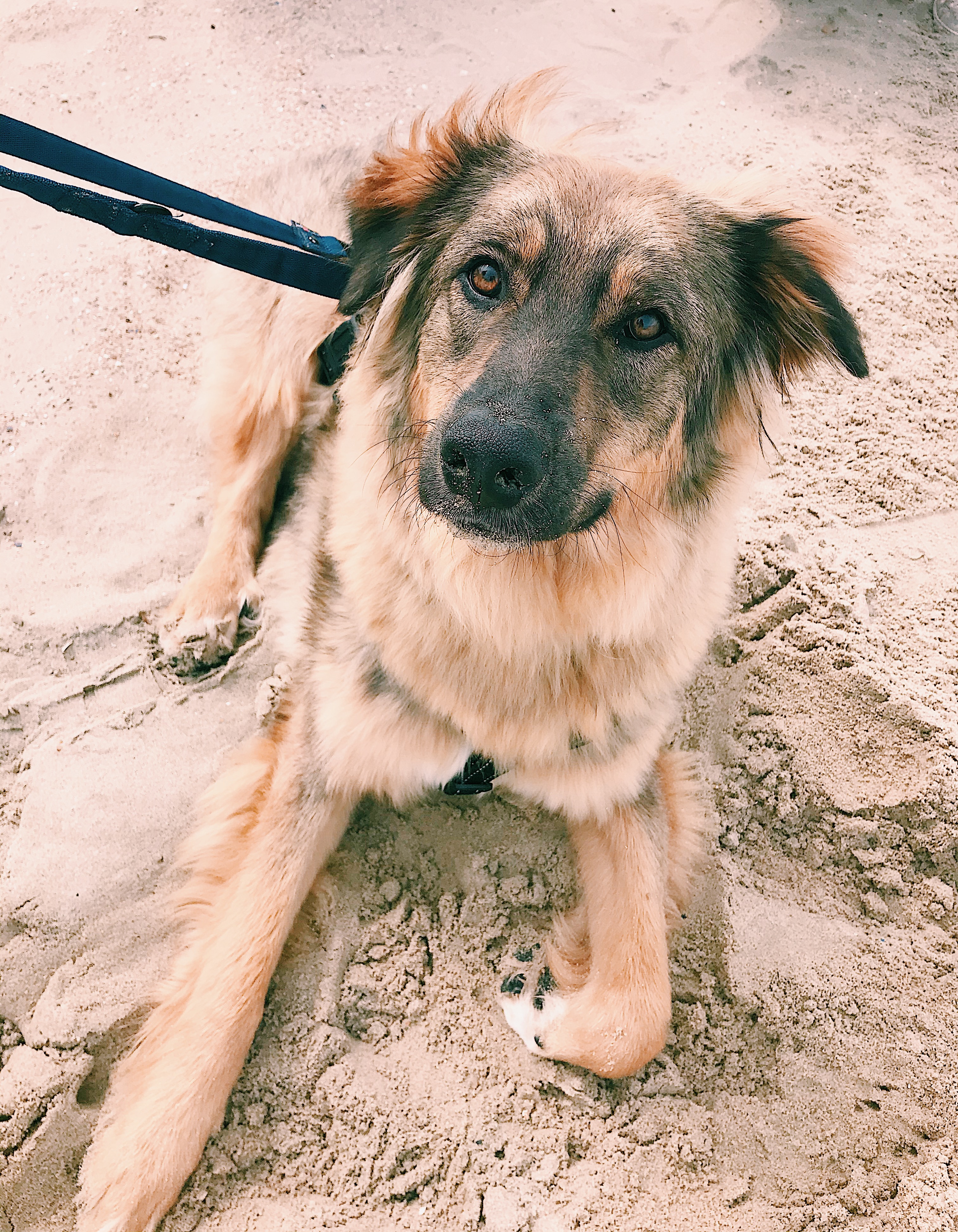 @woody-theadoptiondog
