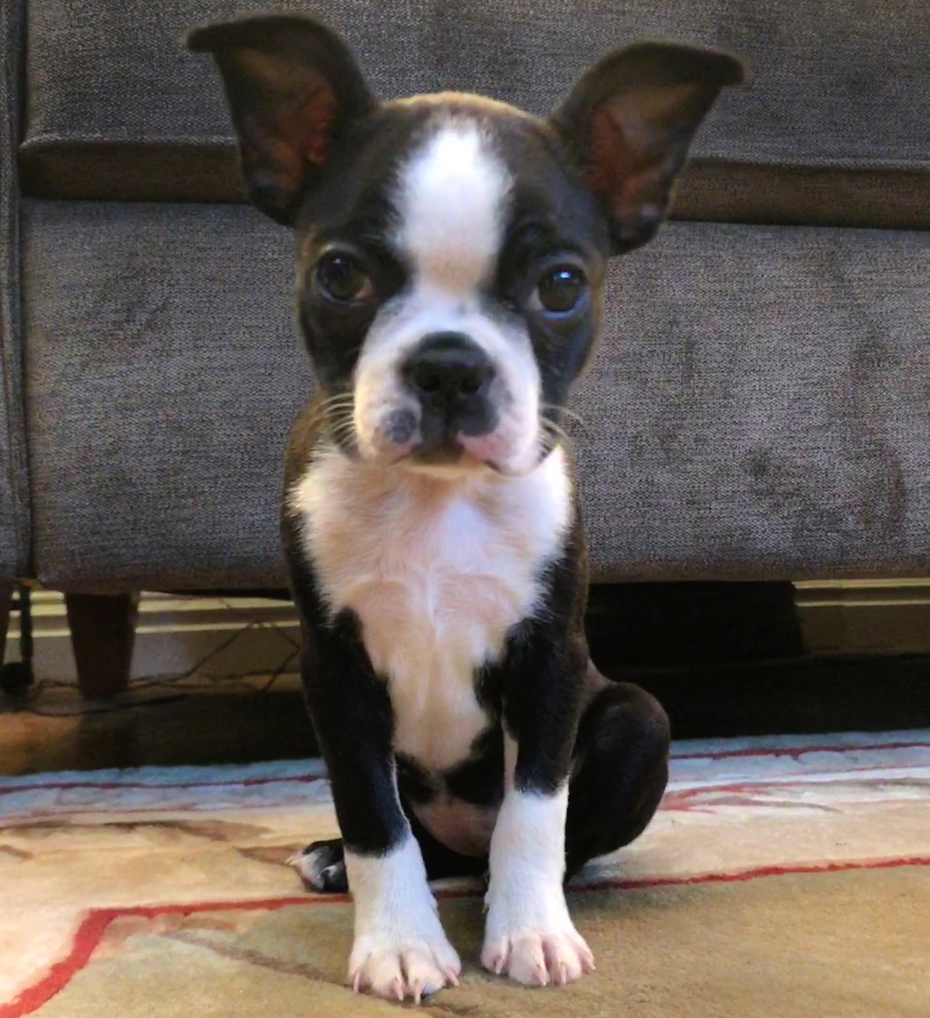 @baileytheboston5722