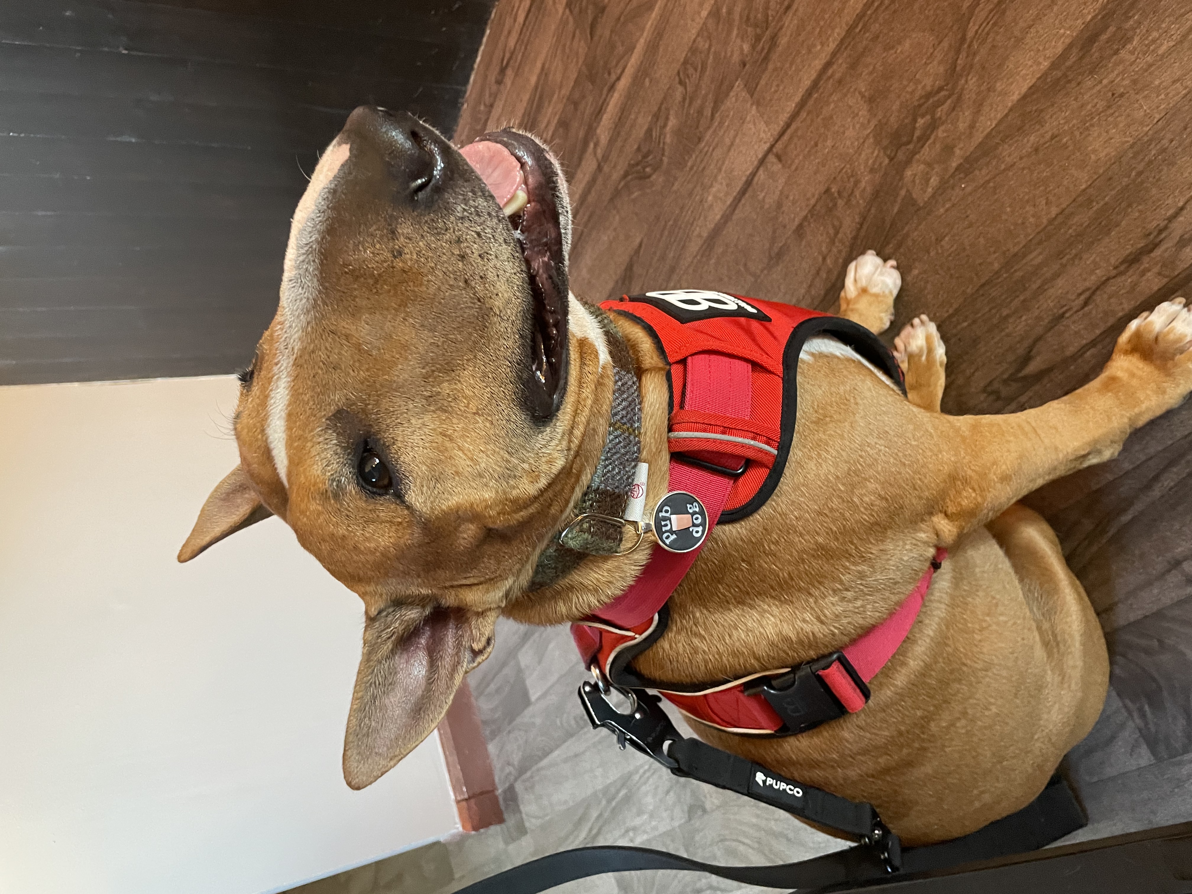 @ernie-english-bullterrier