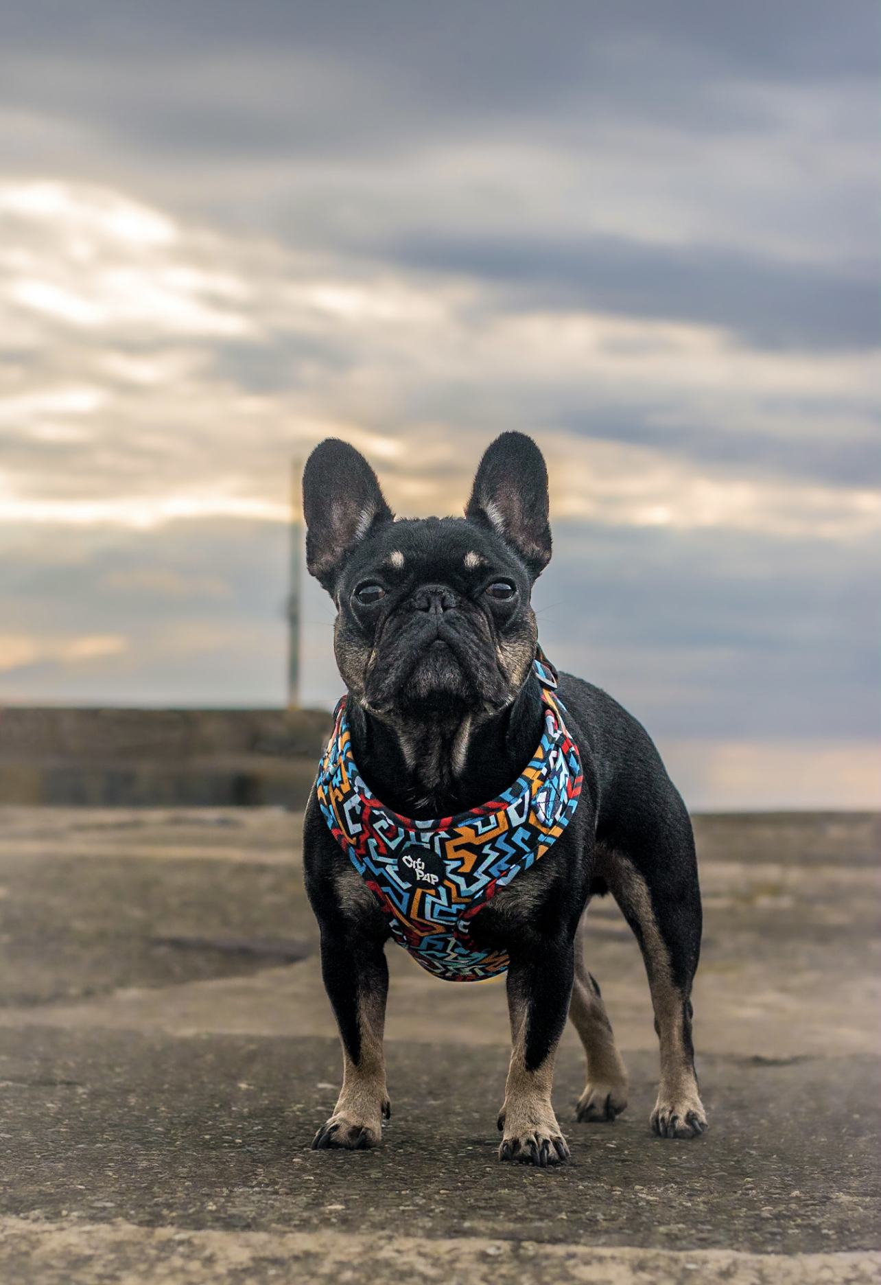 @hugosfrenchieadventures