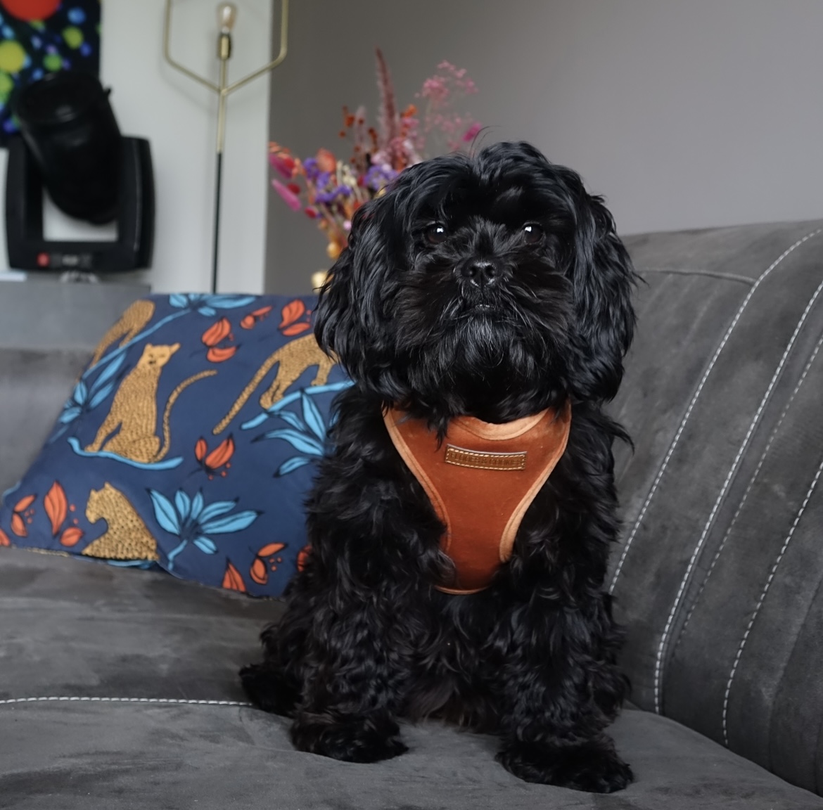 @pawsofpixie