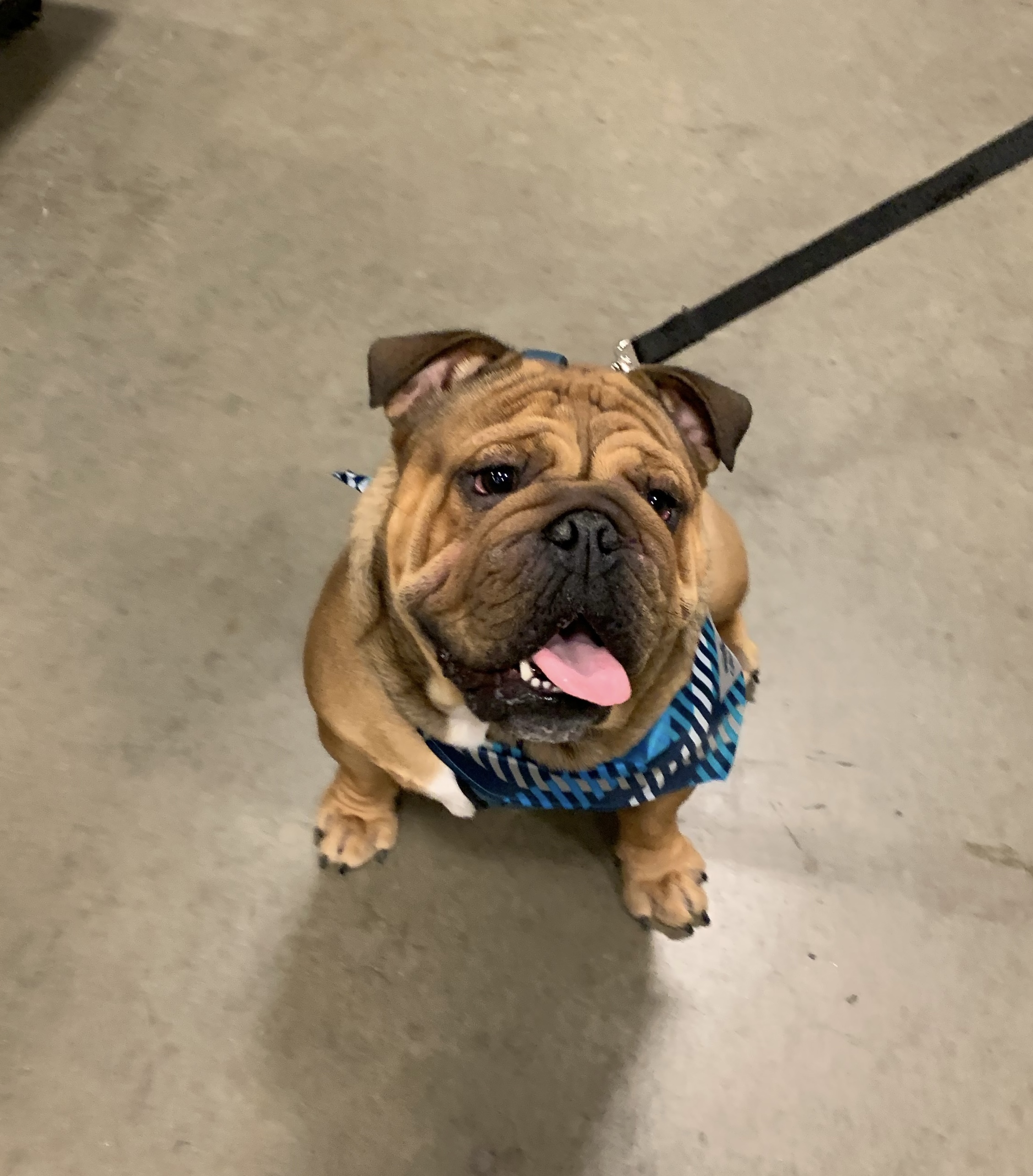 @apollo-theenglishbulldog