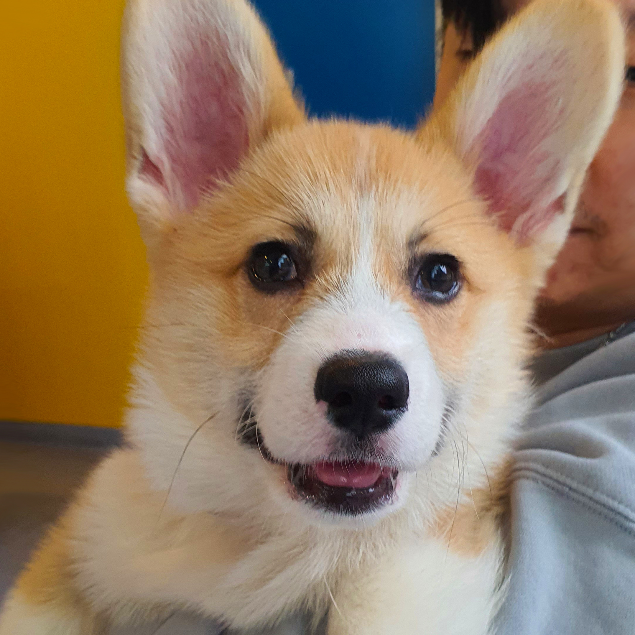 @pockycorgi