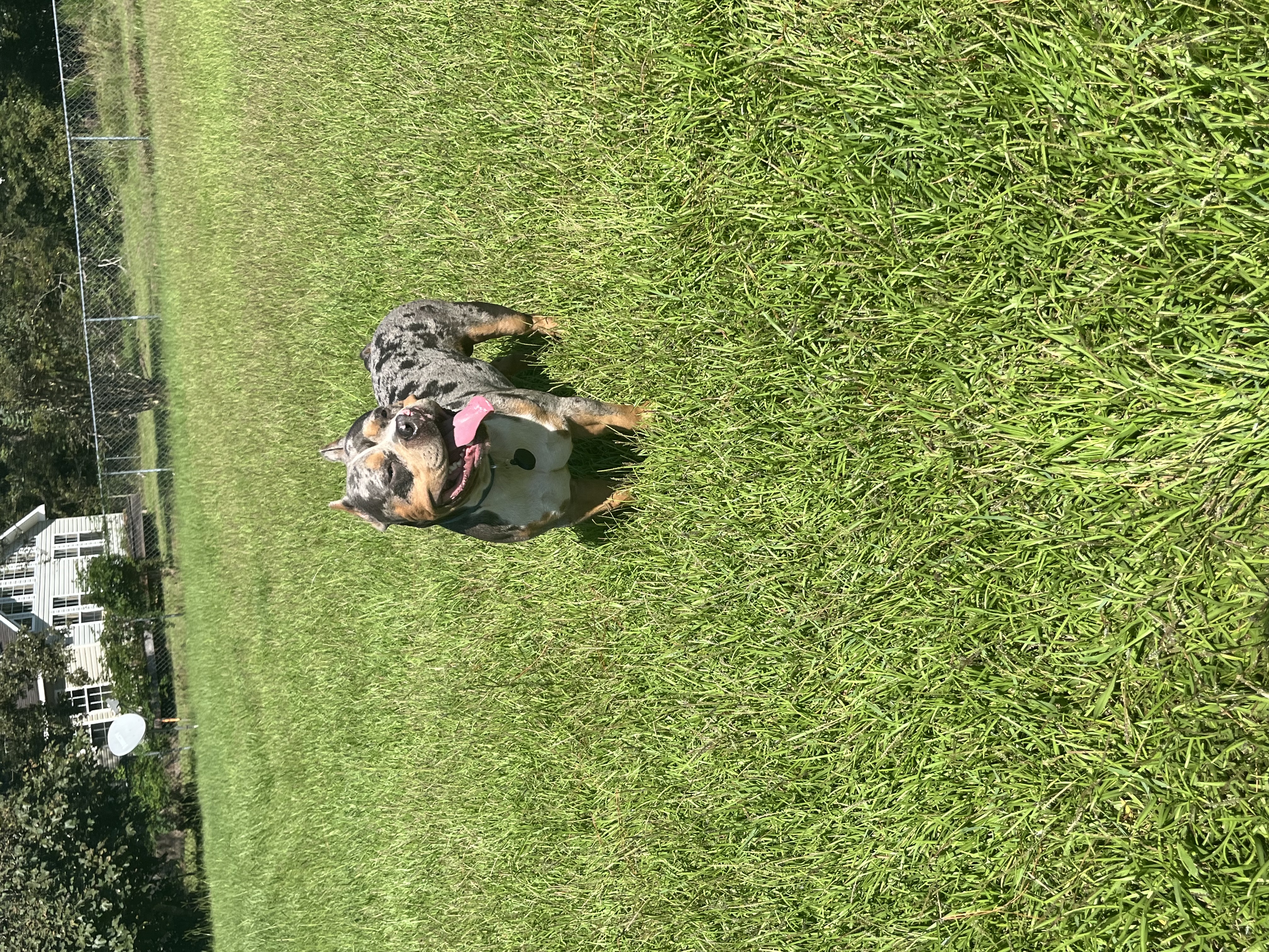 @hescob-knoxbullykennel