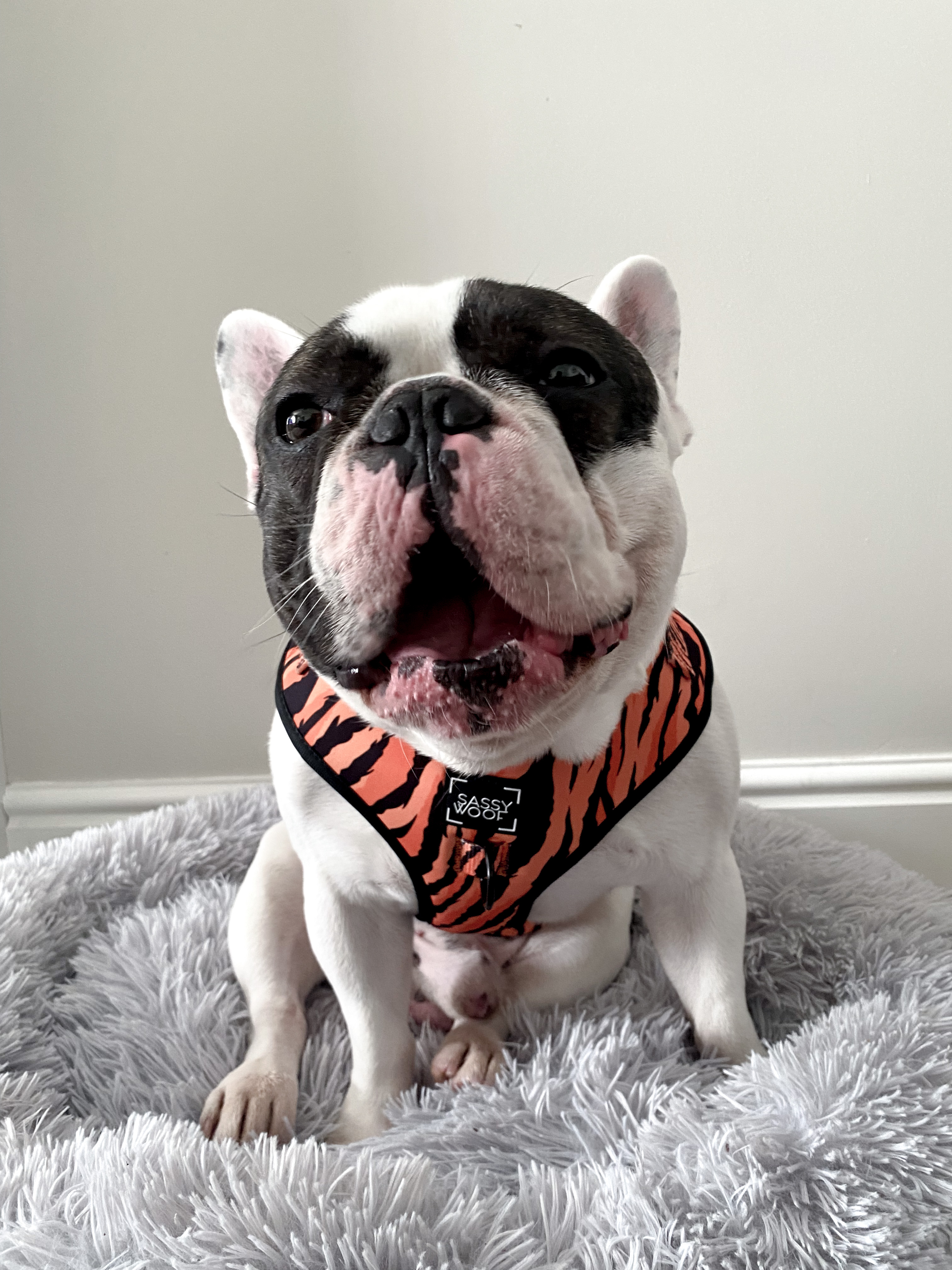 @milkythefrenchbulldog