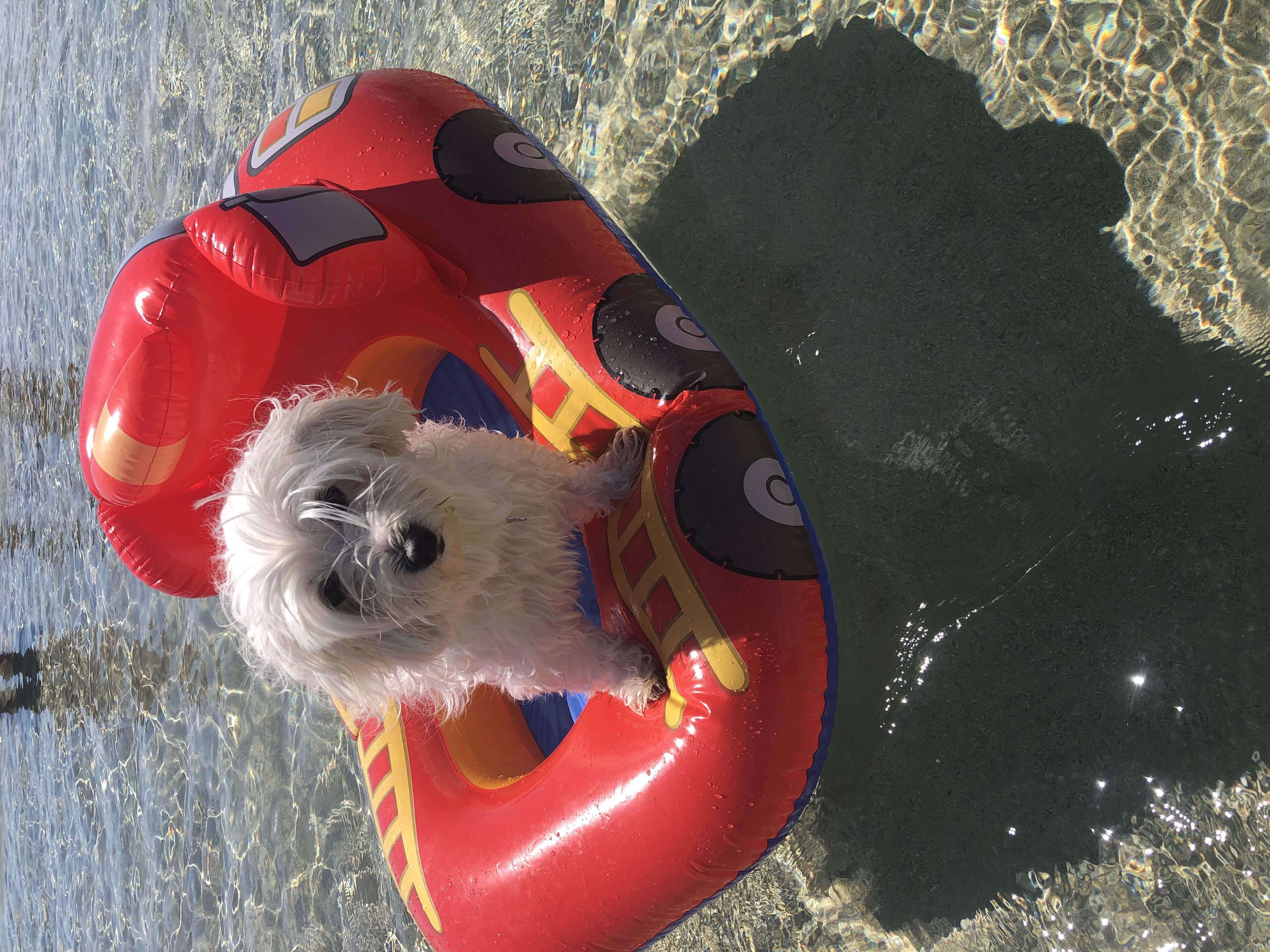 @pepito-un-angelo-di-maltese