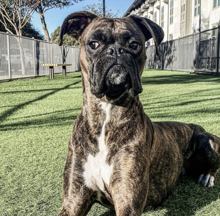 @theboxercash