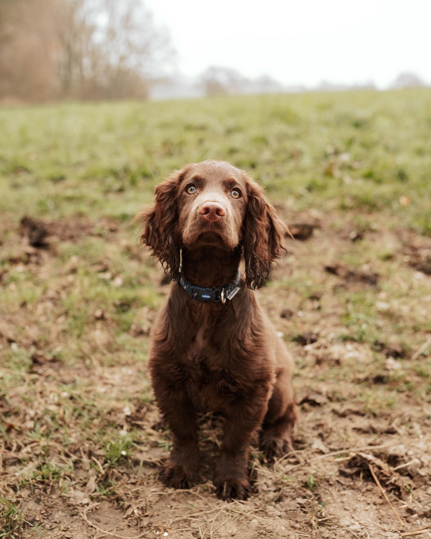 @cockerspanielcalledjasper