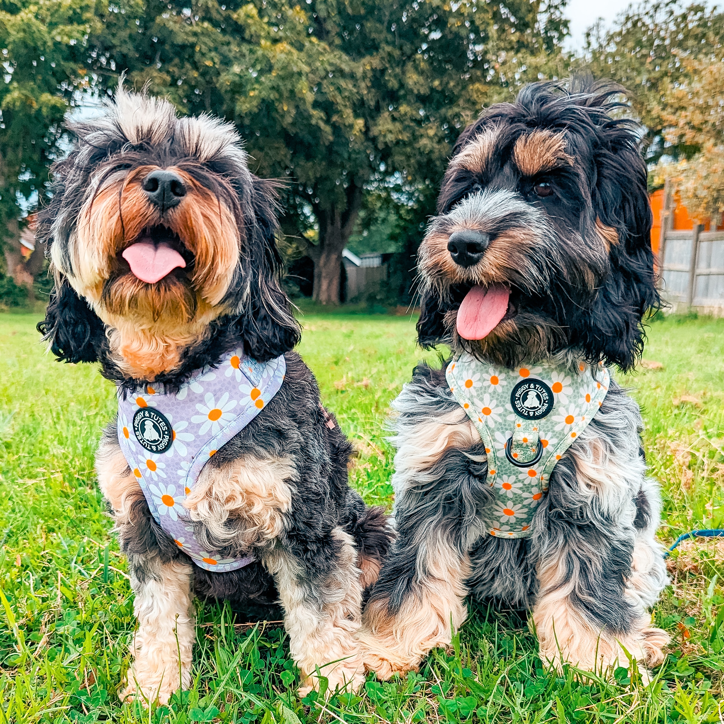 @theworldof-mapleandpercy