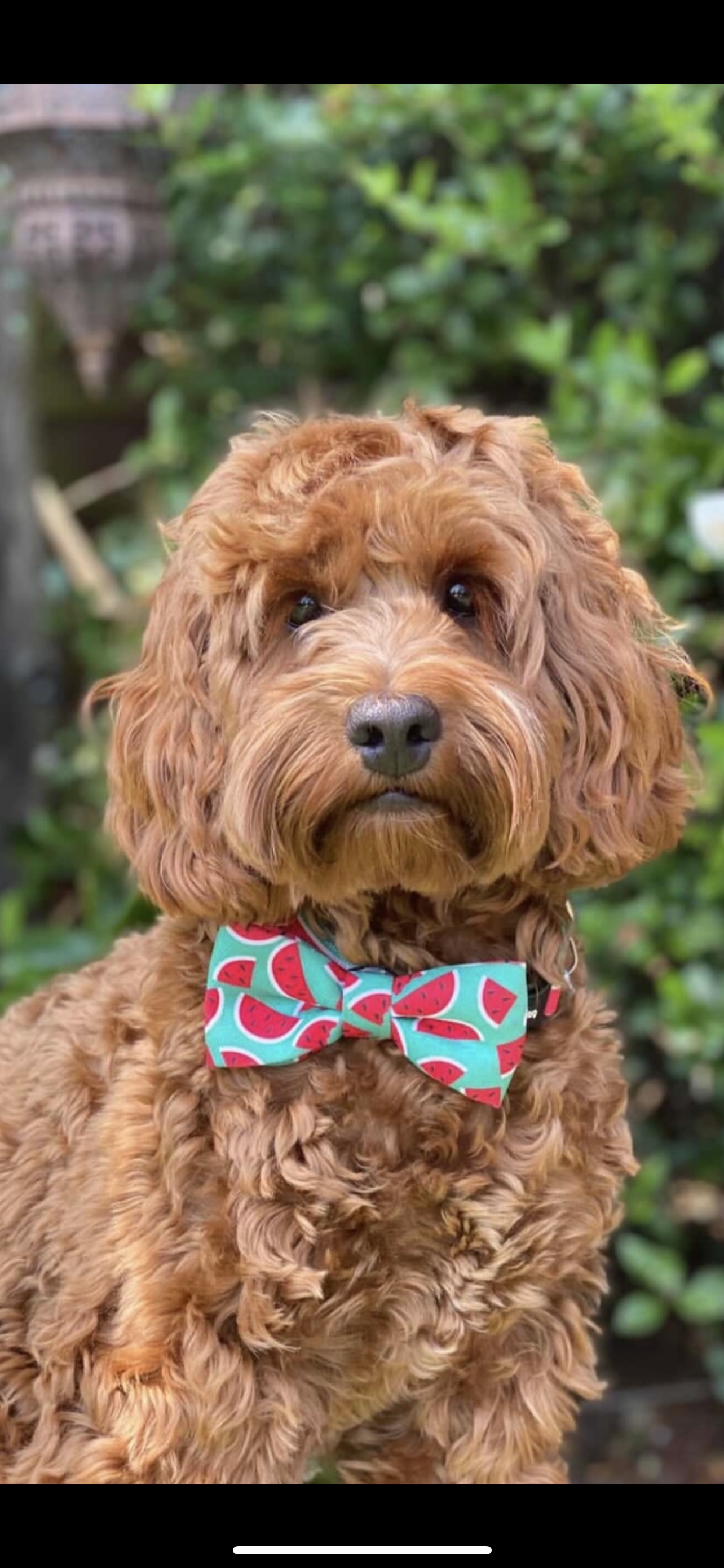 @acockapoohnamedwinnie