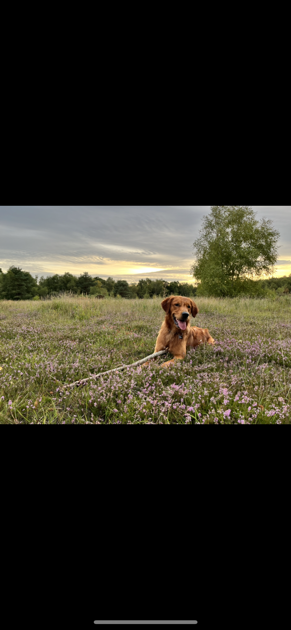 @ranger_goldenretriever