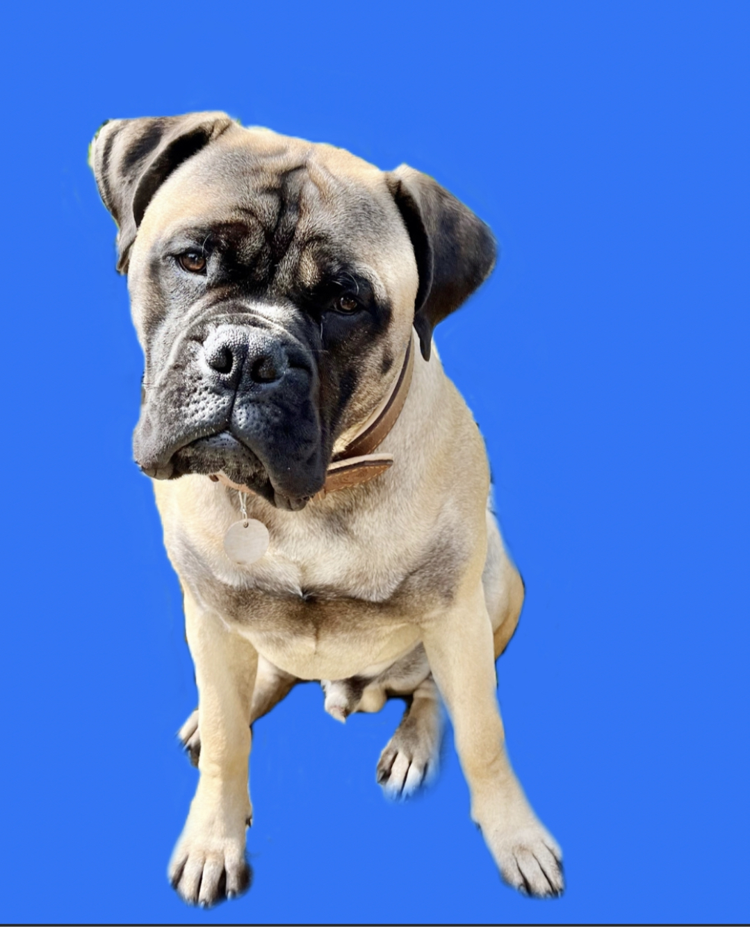 @bear-the-bullmastiff-1