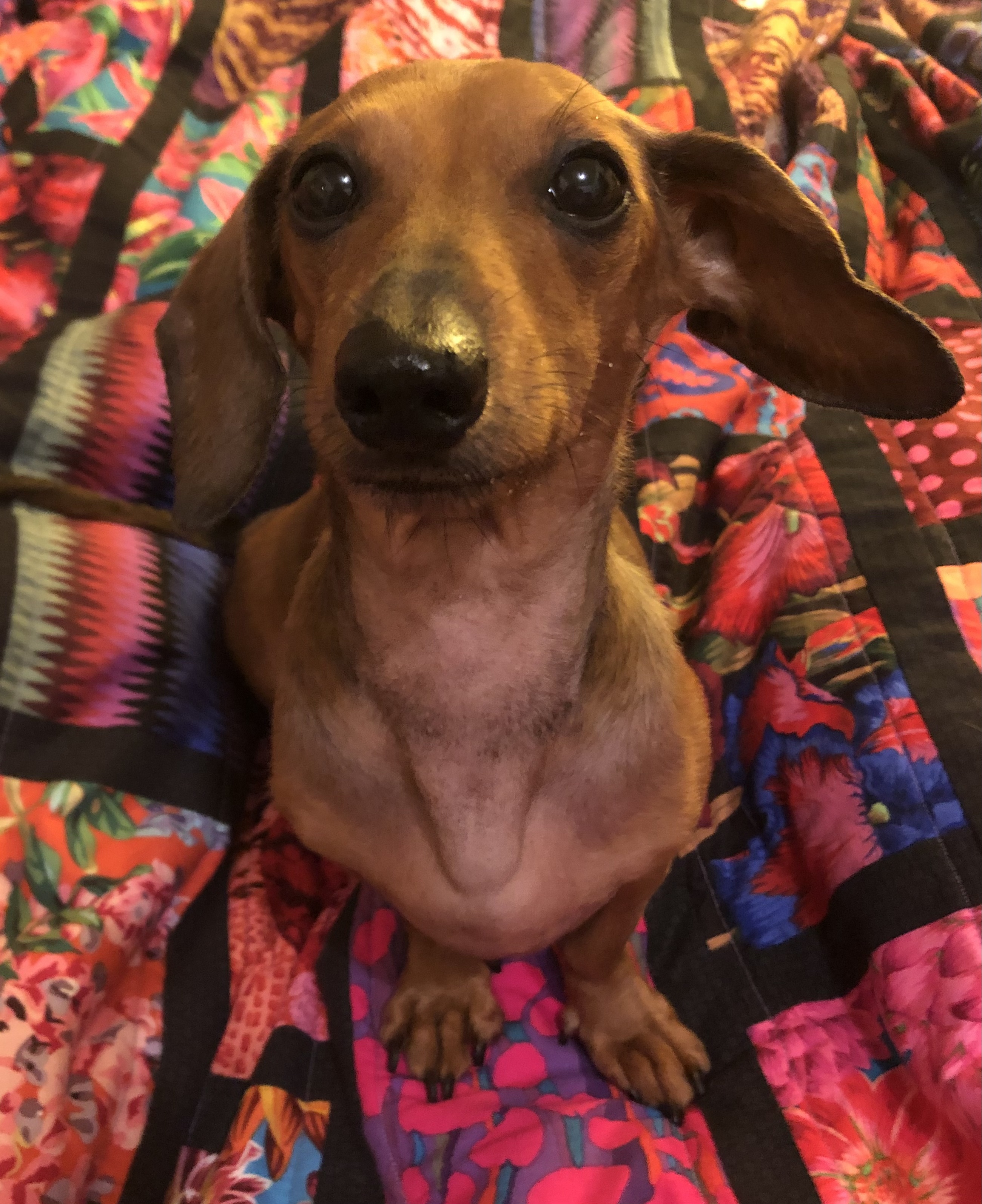 @thenoochcelebritydachshund