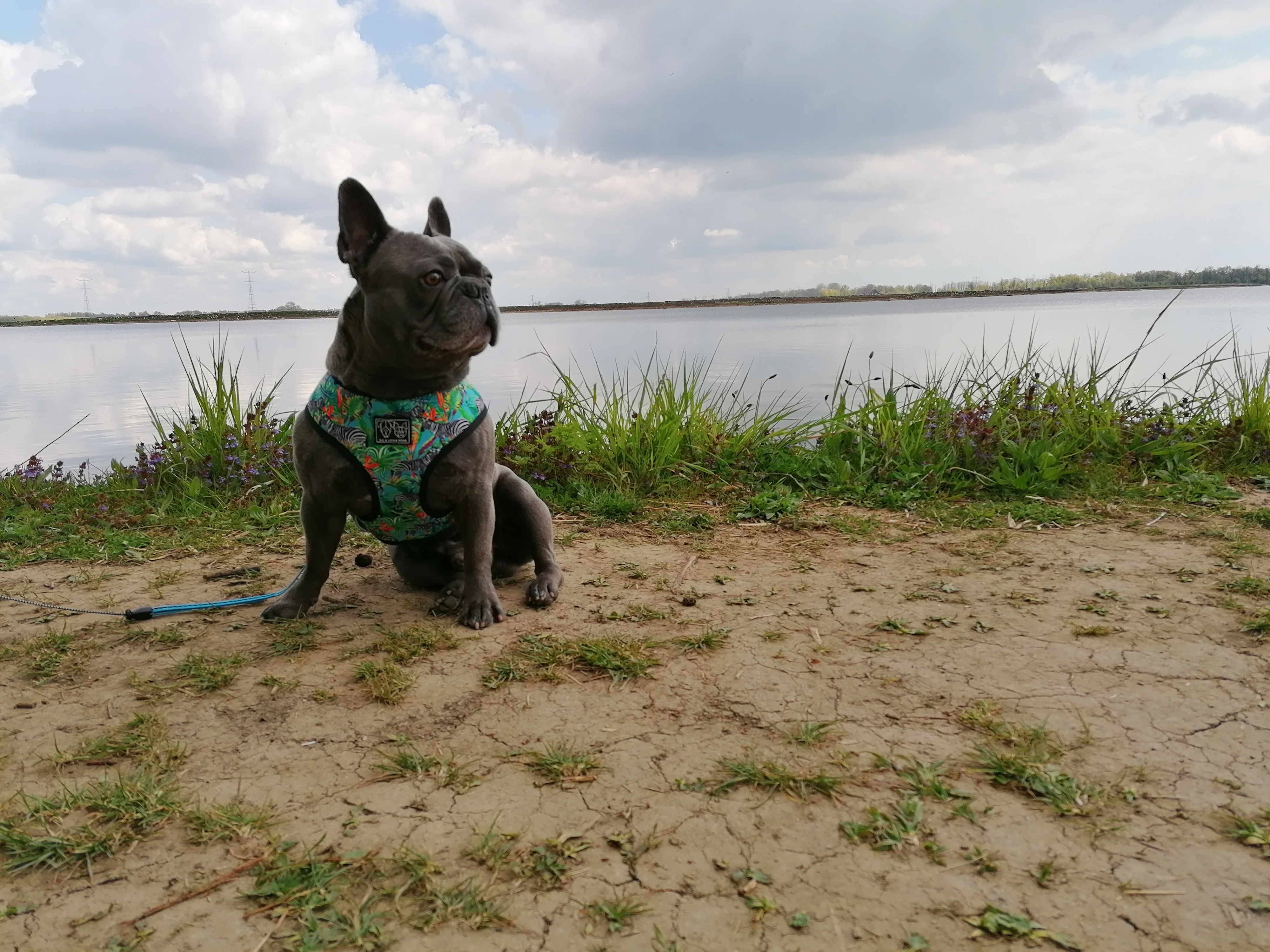 @meet-kenzo-the-frenchie