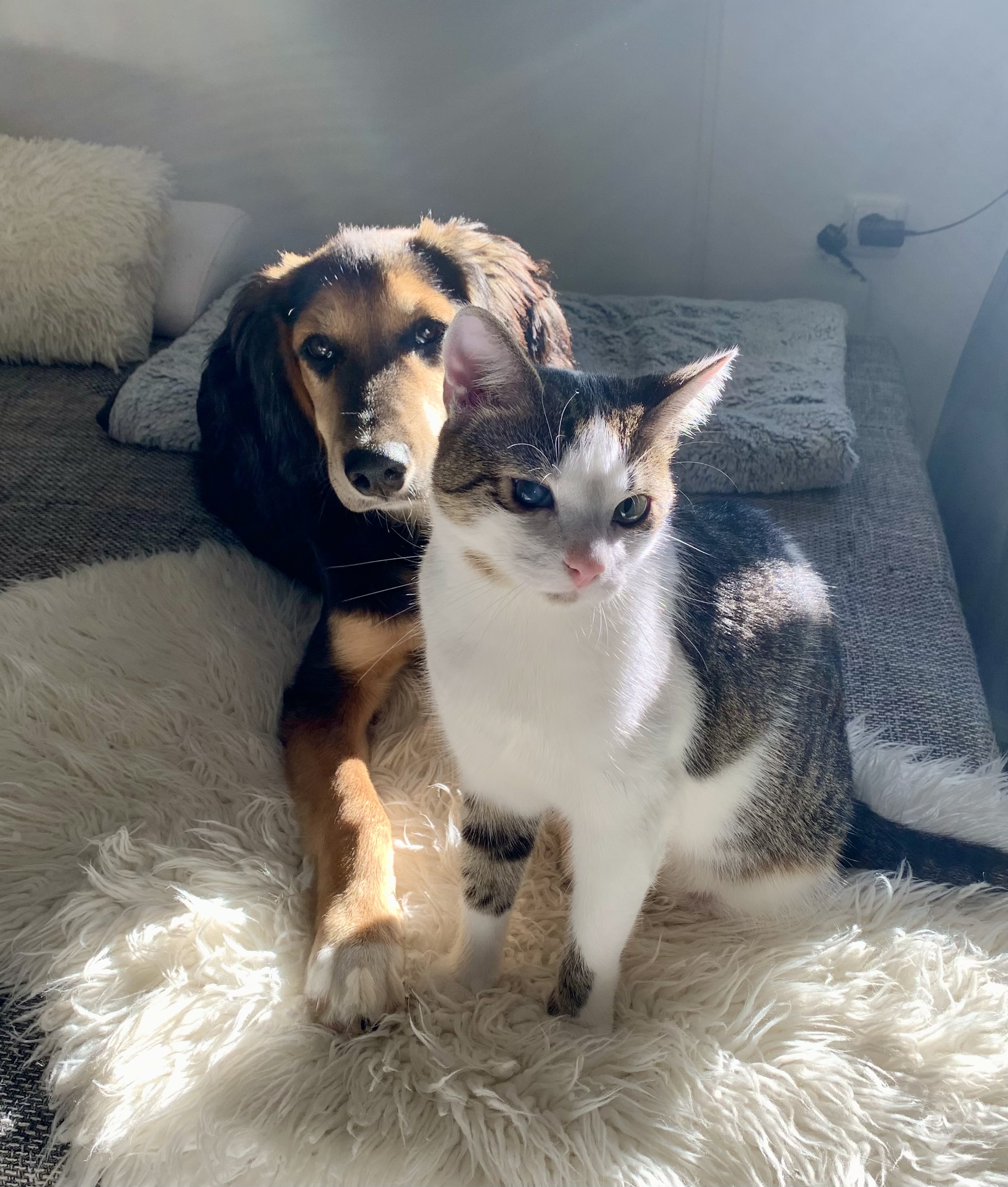 @rescuedog-lenny-and-leo