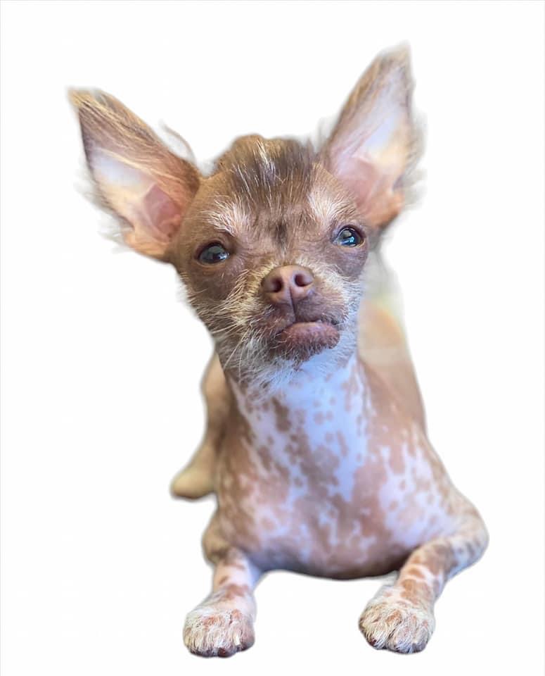 @cricketthegremlin-1