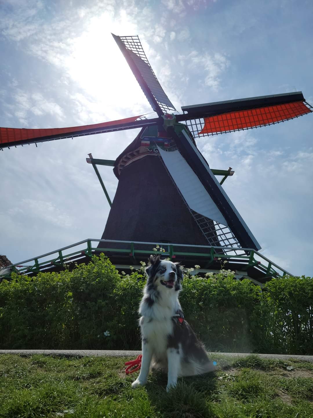 @justagirlandheraussies