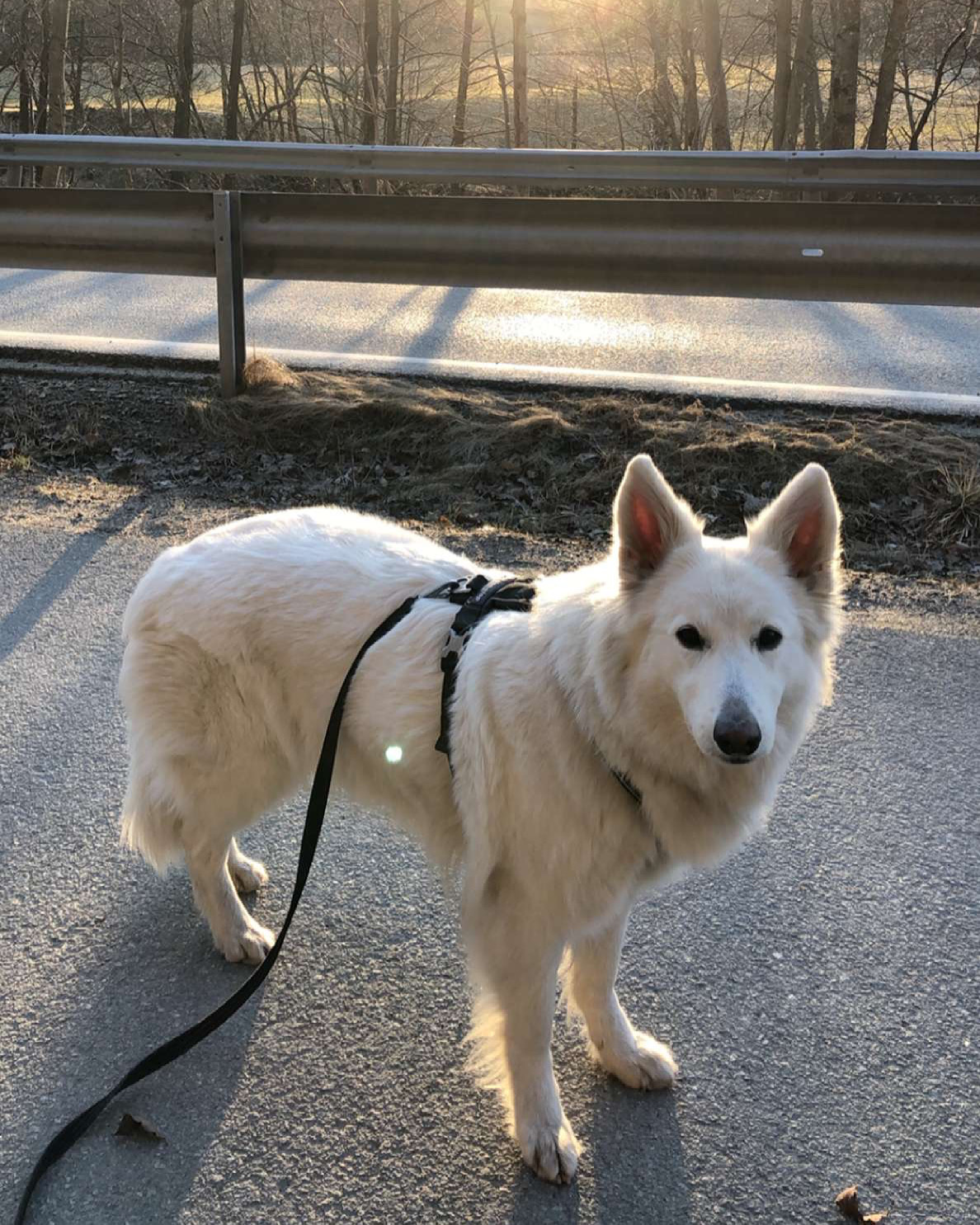 @whiteswissshepherds