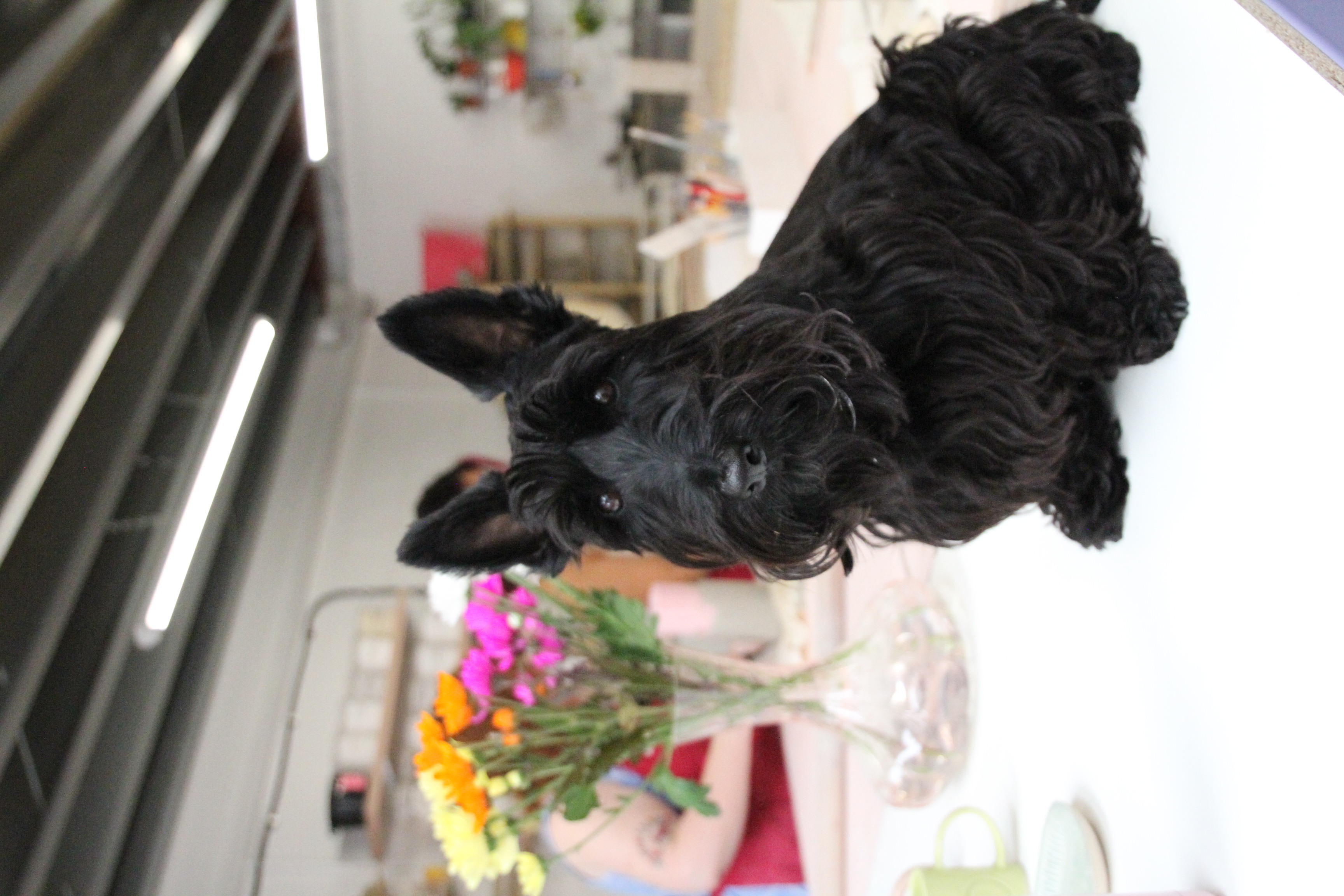 @thecolourfuldoggies