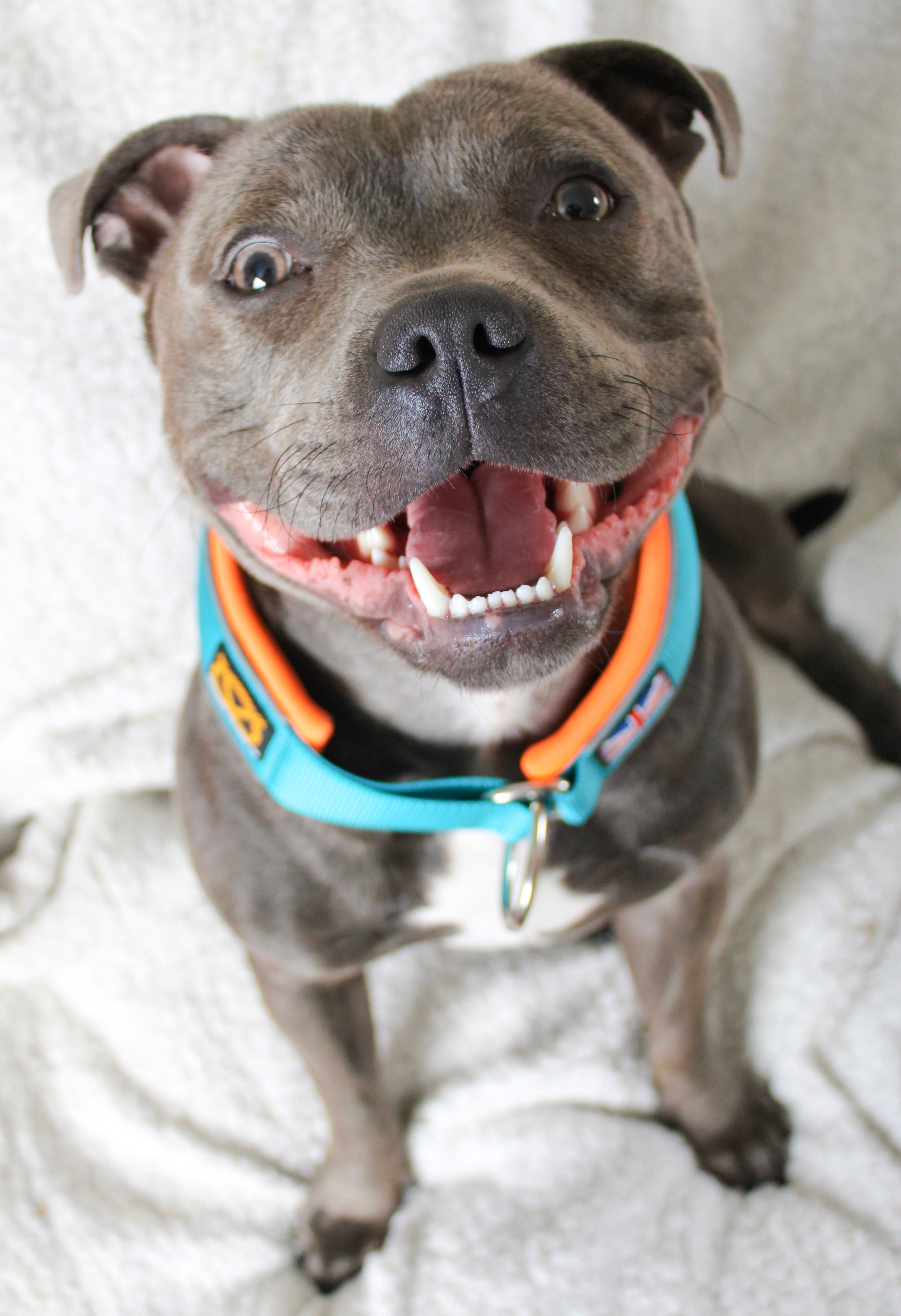 @huey-the-blue-staffy