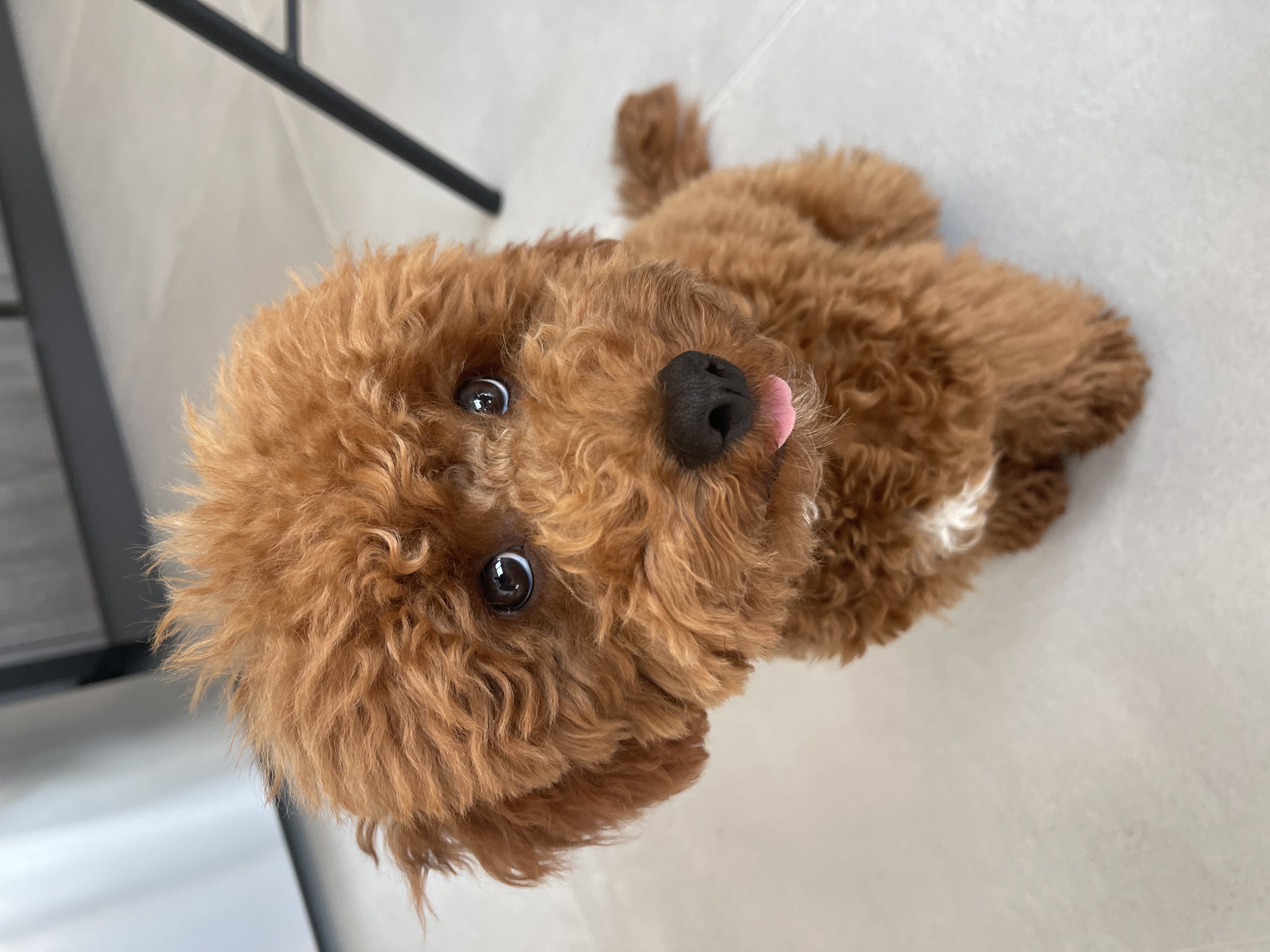@woodythepoodle
